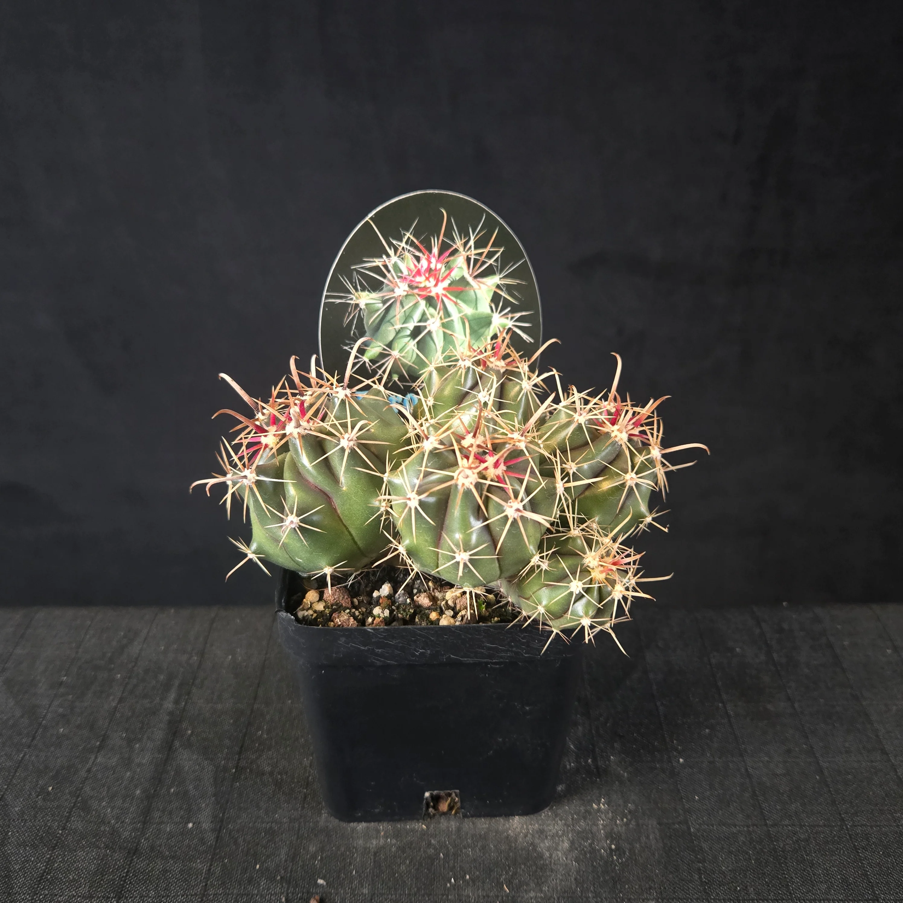 Ferocactus wislizeni (Multi-Offset Specimen)