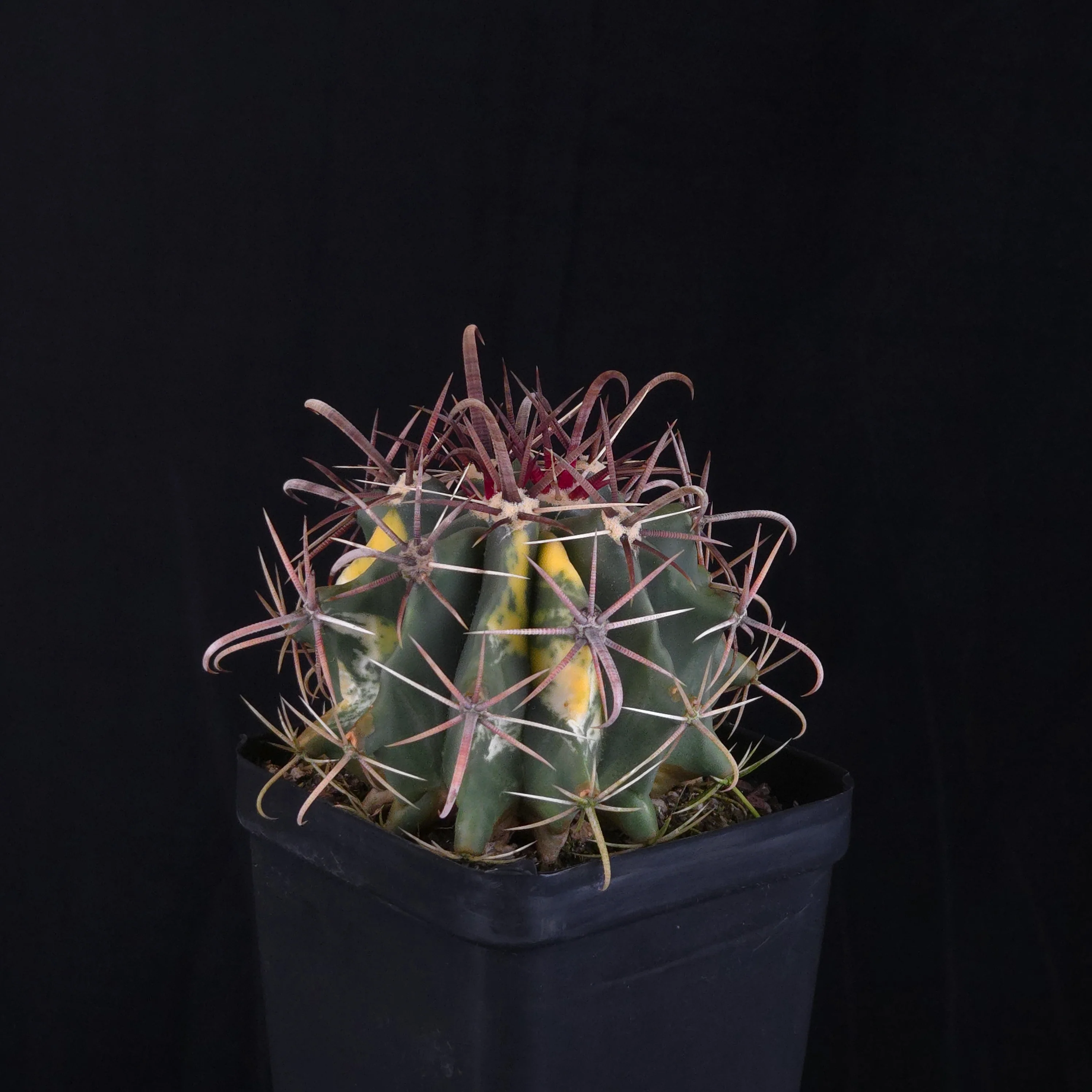 Ferocactus wislizeni f. variegata - Image 4