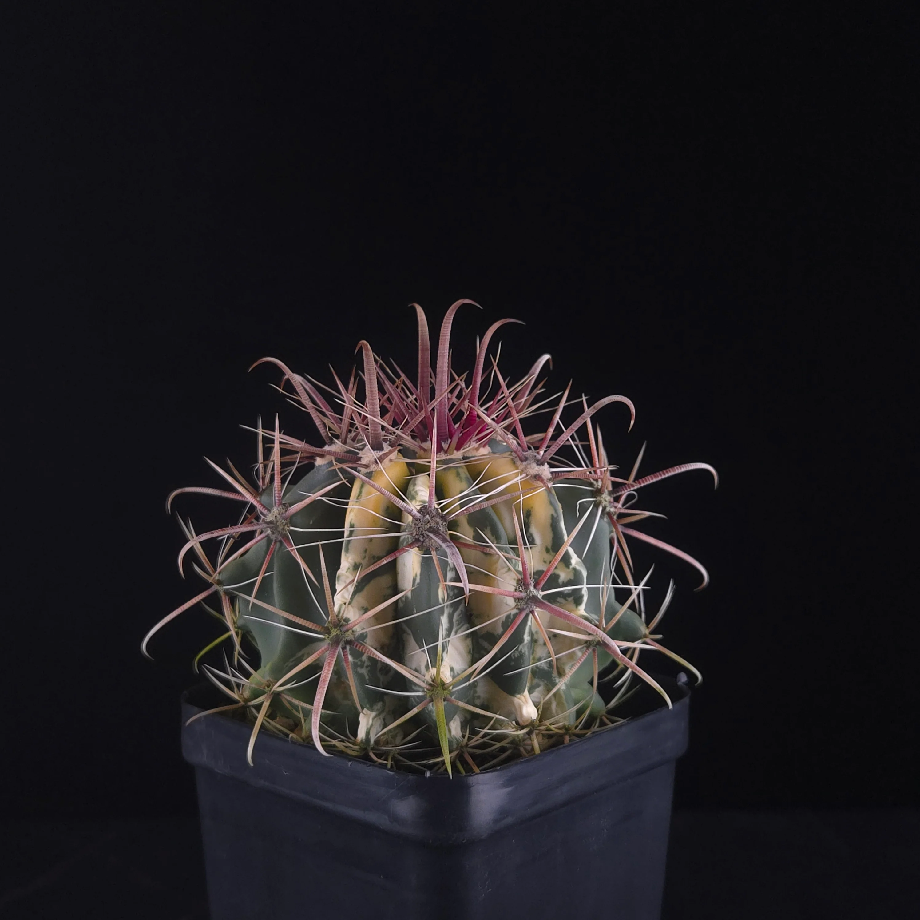 Ferocactus wislizeni f. variegata - Image 5