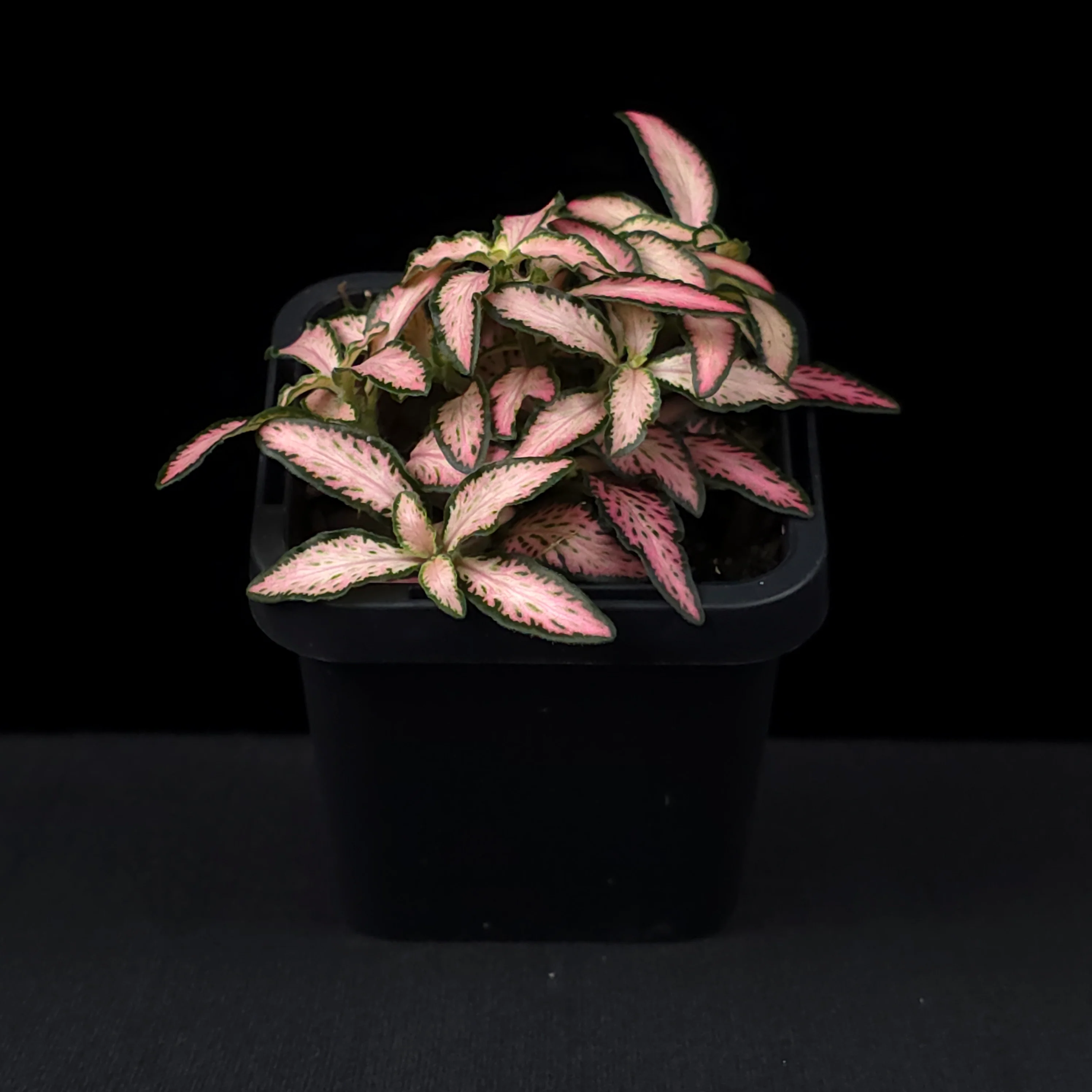 Fittonia 'Pink Star' - Image 3