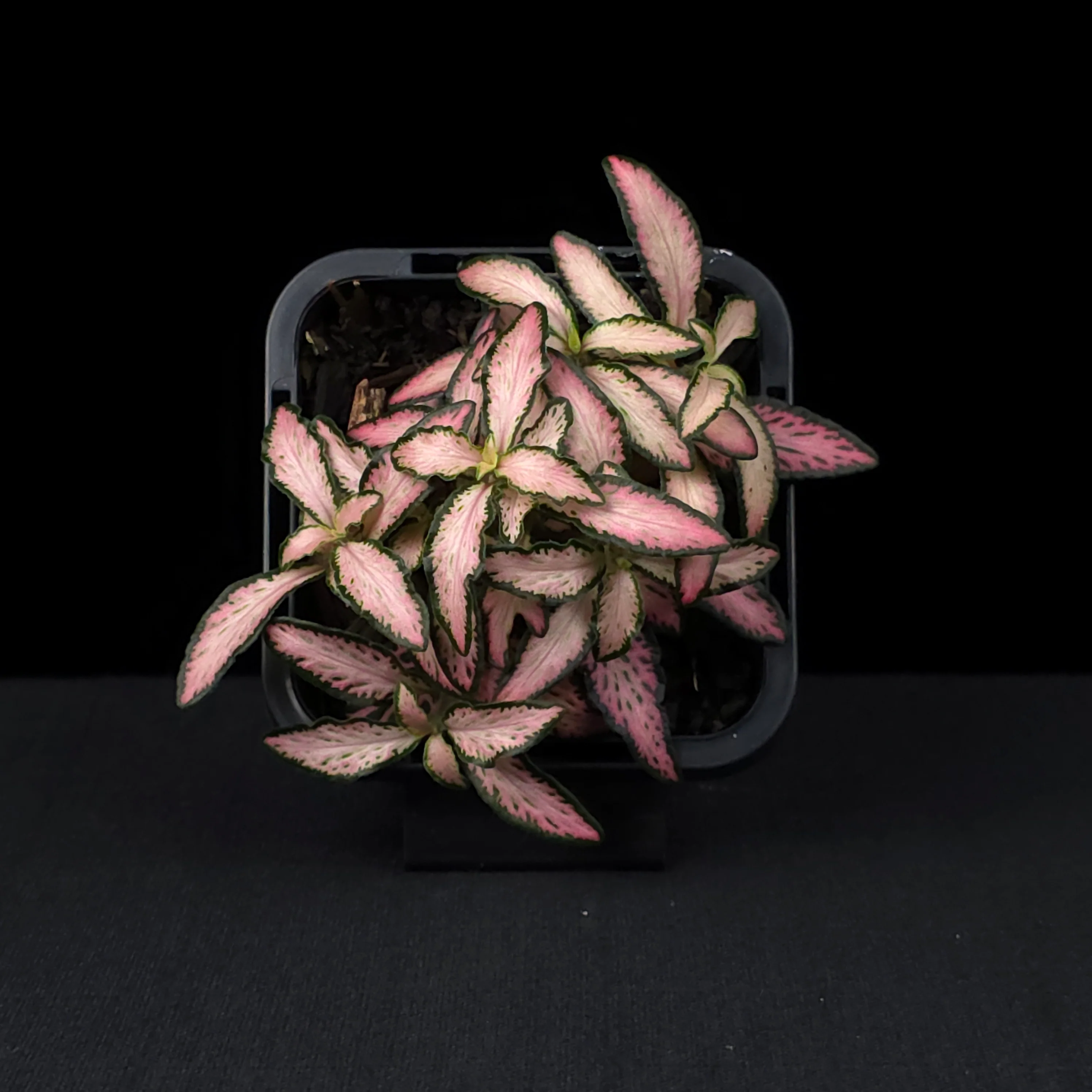 Fittonia 'Pink Star' - Image 4