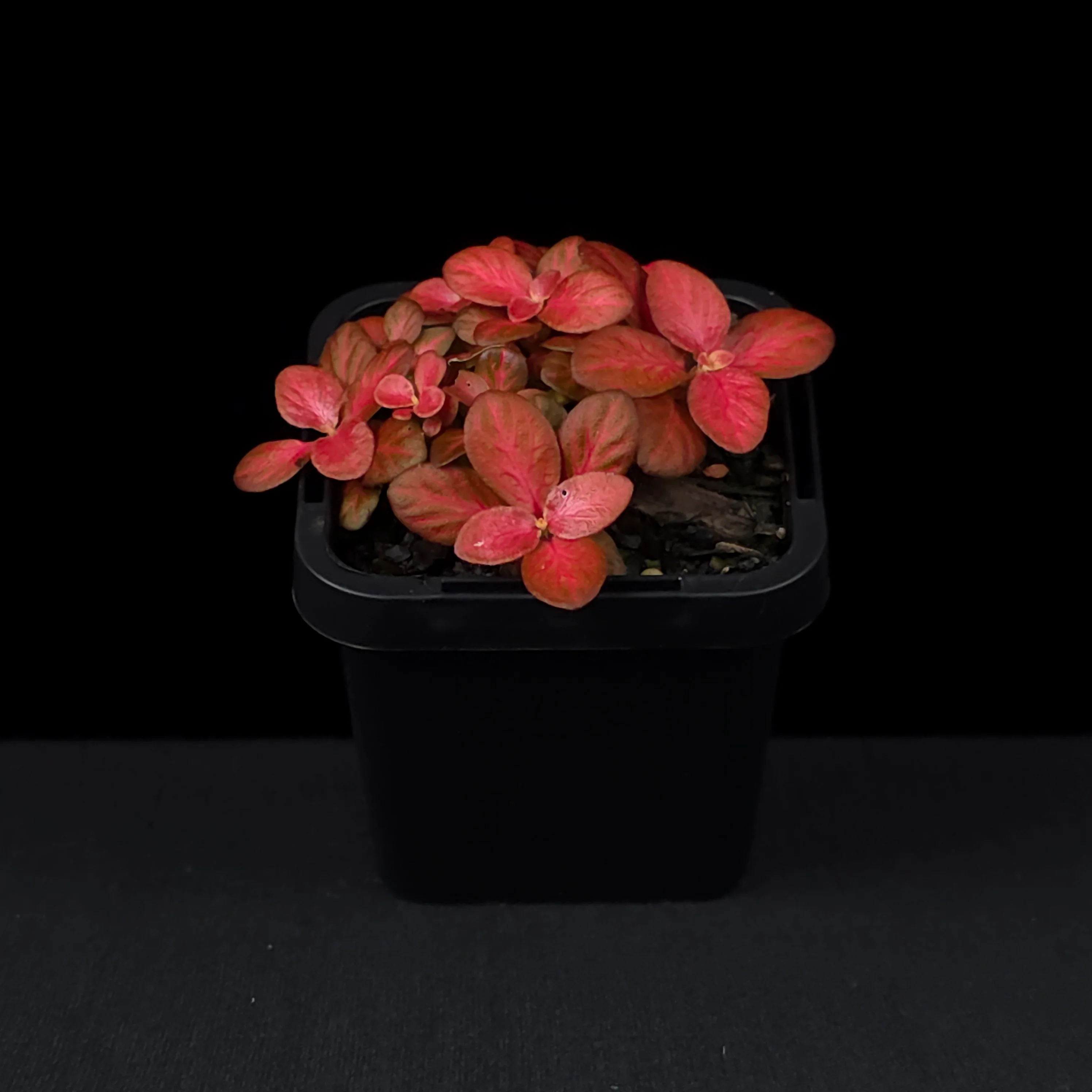 Fittonia 'Red Flame' - Image 3