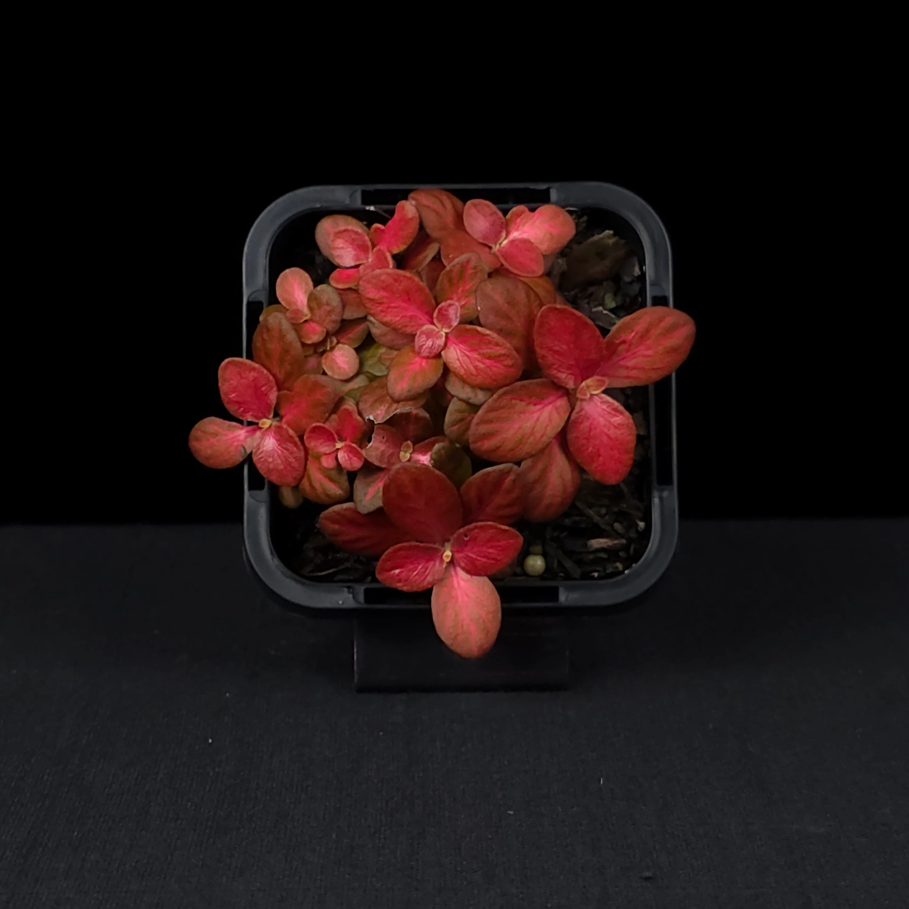 Fittonia 'Red Flame' - Image 4