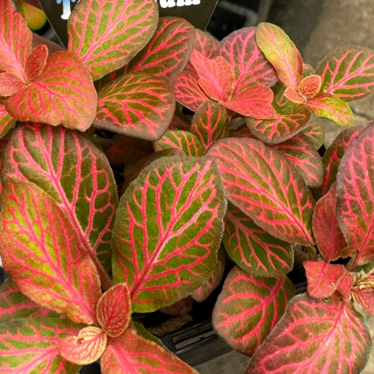 Fittonia 'Red Flame' - Image 5