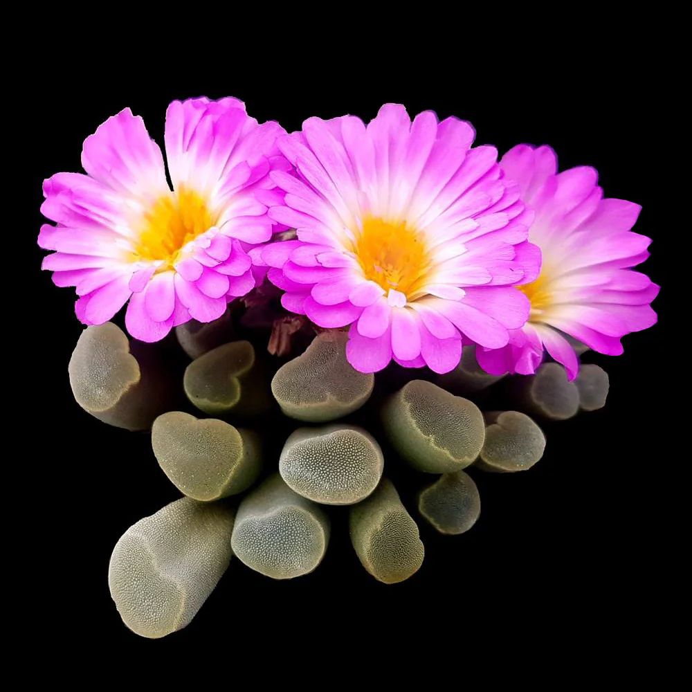 Frithia pulchra 'Insect Eyes'