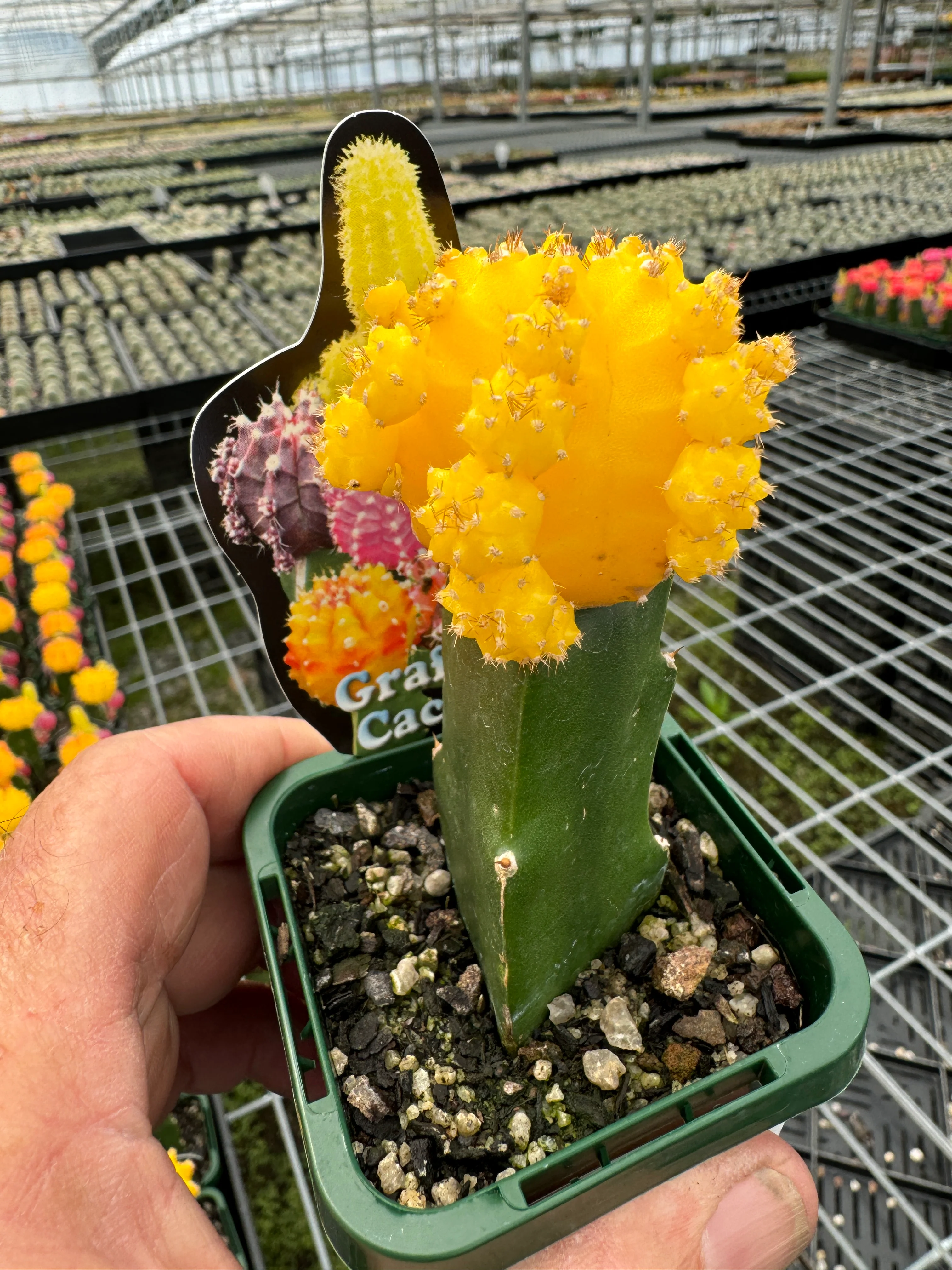 Grafted Cactus Yellow - Image 3