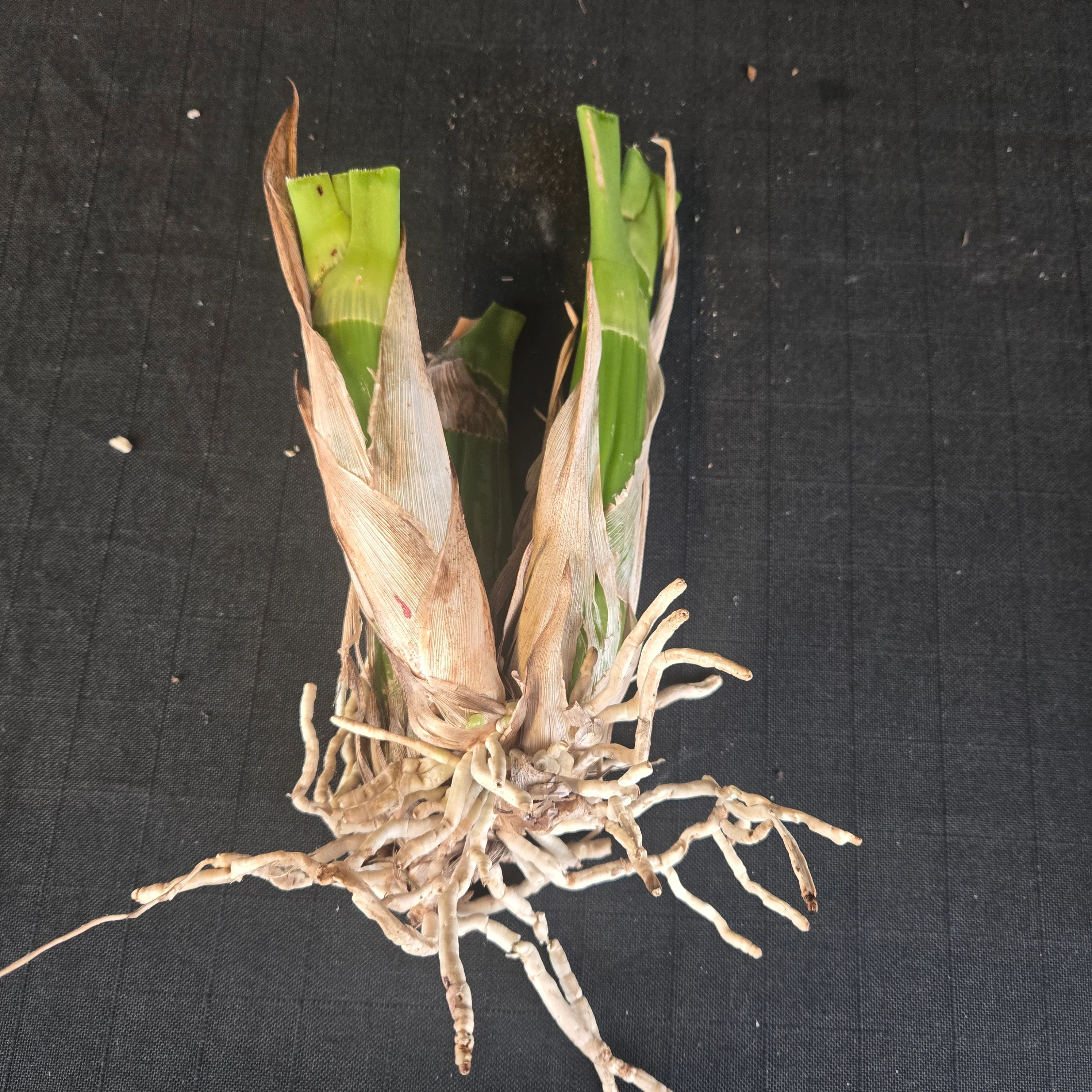 Grammatophyllum scriptum – Back Bulb Division - Image 3