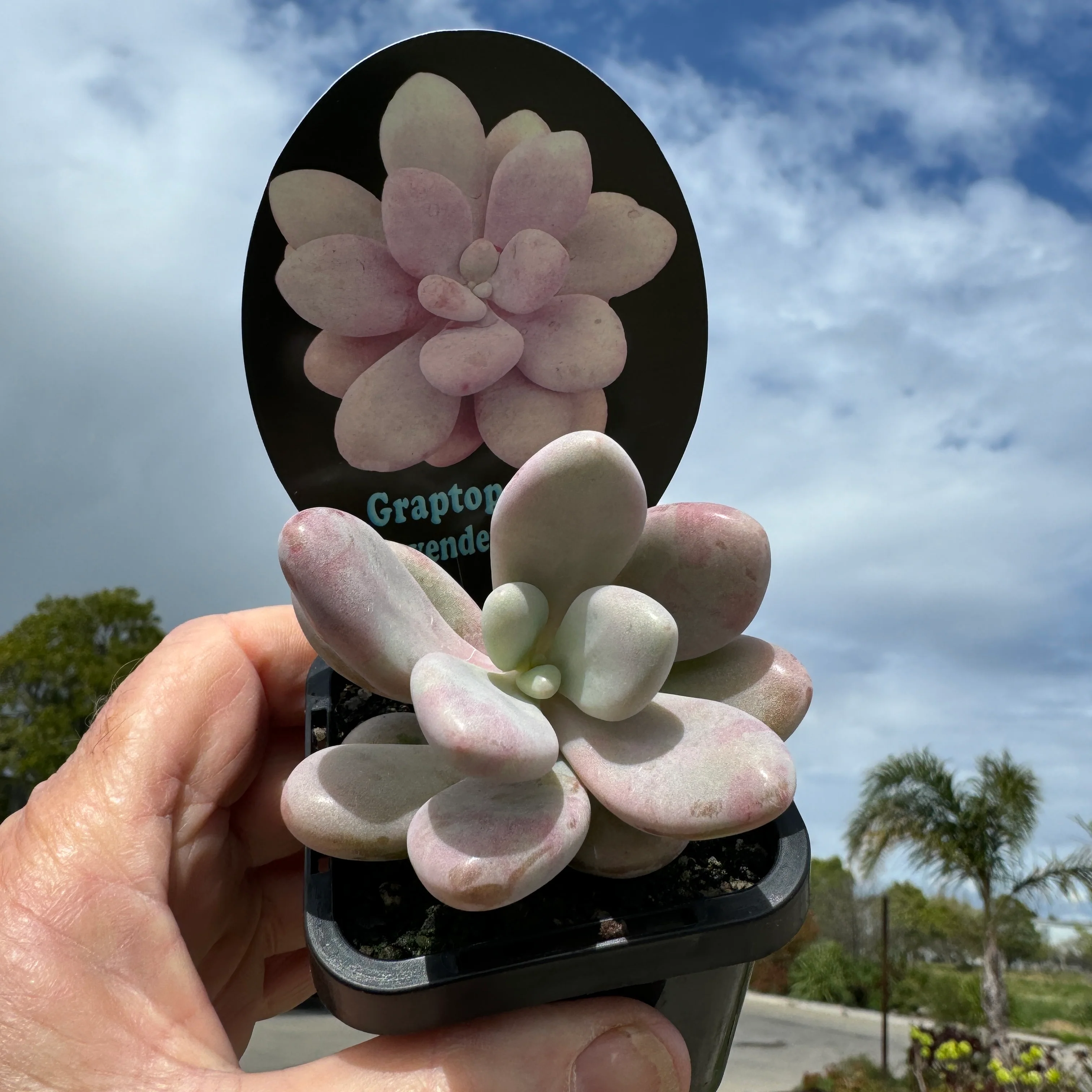 Graptopetalum amethystinum 'Lavender Pebbles' - Image 5