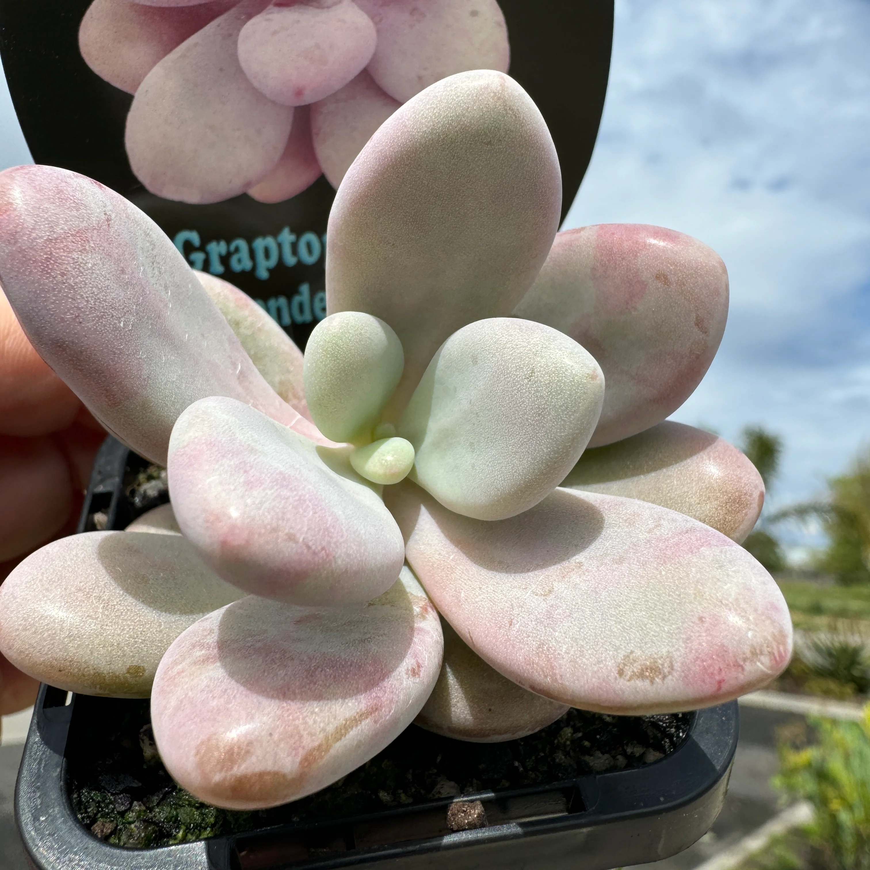 Graptopetalum amethystinum 'Lavender Pebbles' - Image 6