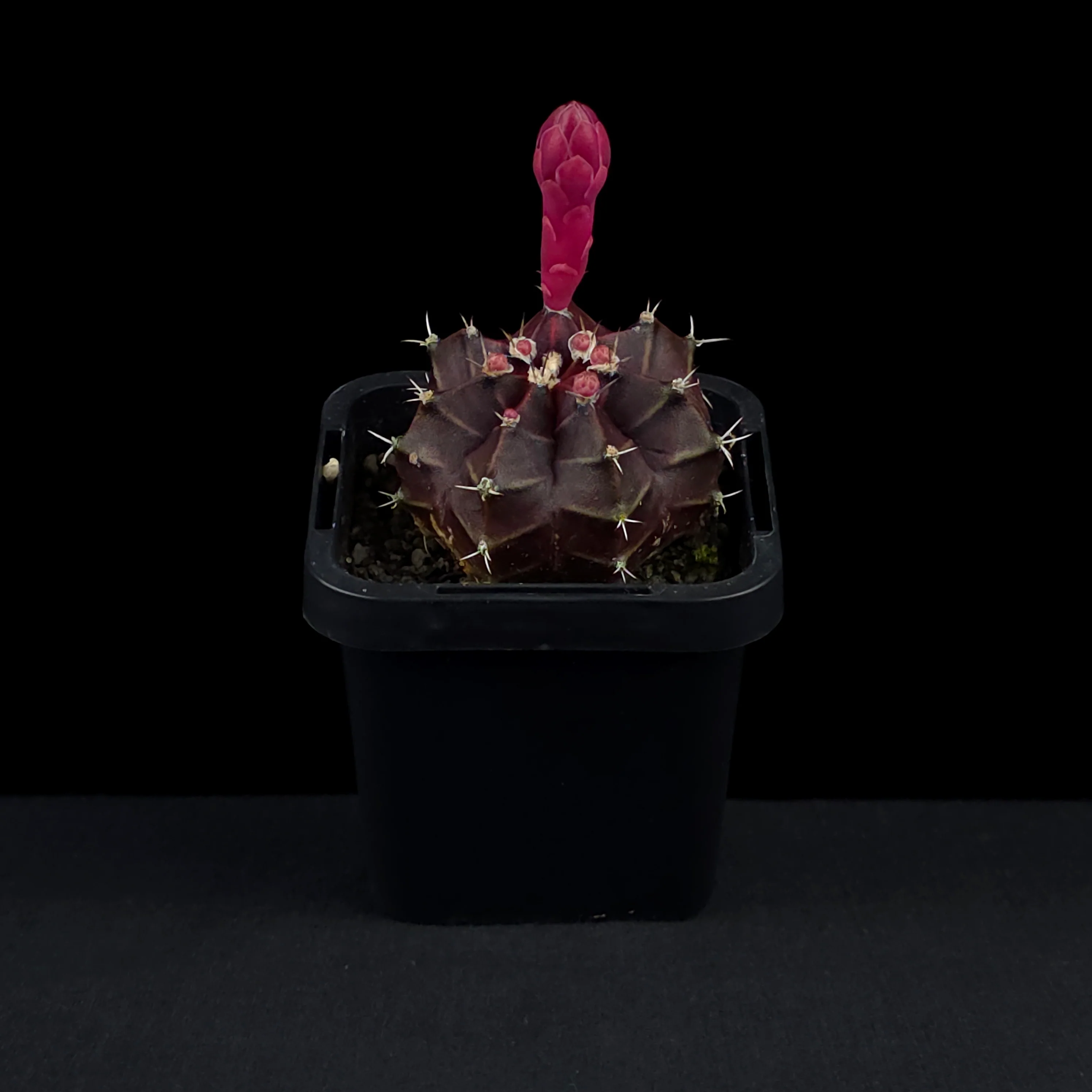 Gymnocalycium mihanovichii forma rubra - Red Moon Cactus - Image 3