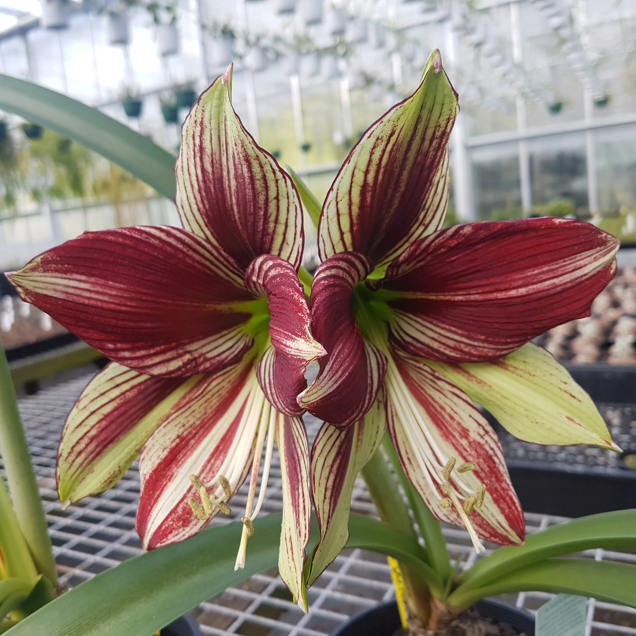 Hippeastrum papilio 'Paradisian Red' - Image 2