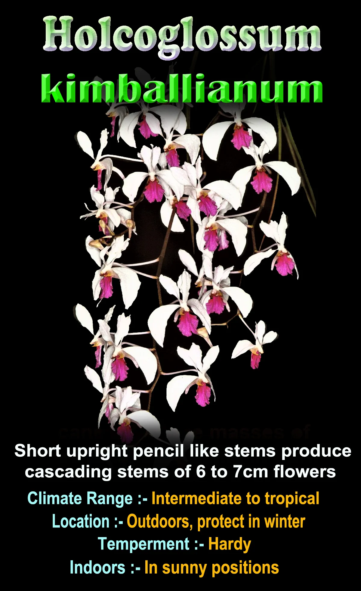 Holcoglossum kimballianum (Bare Rooted) - Image 2