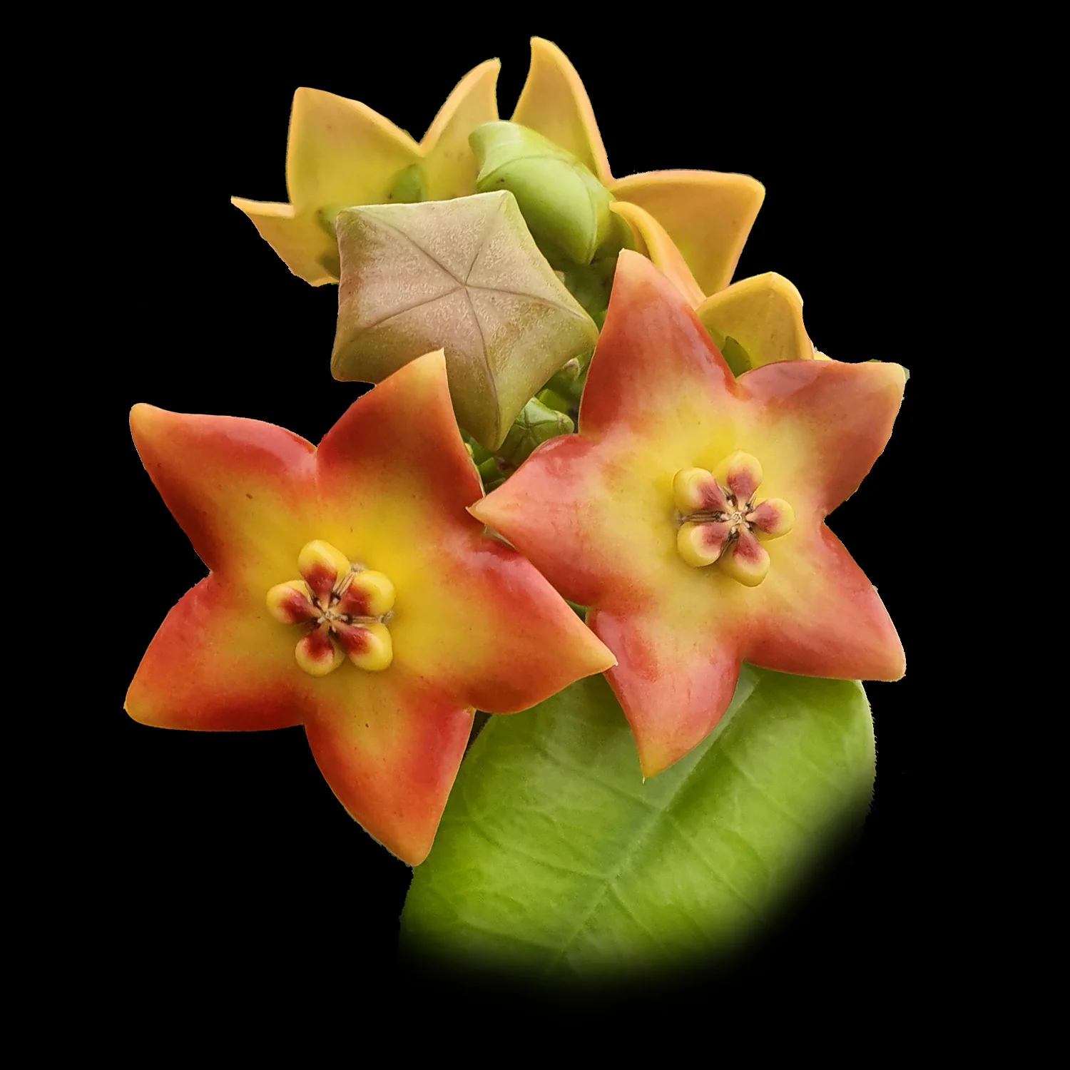 Hoya ariadna - H150