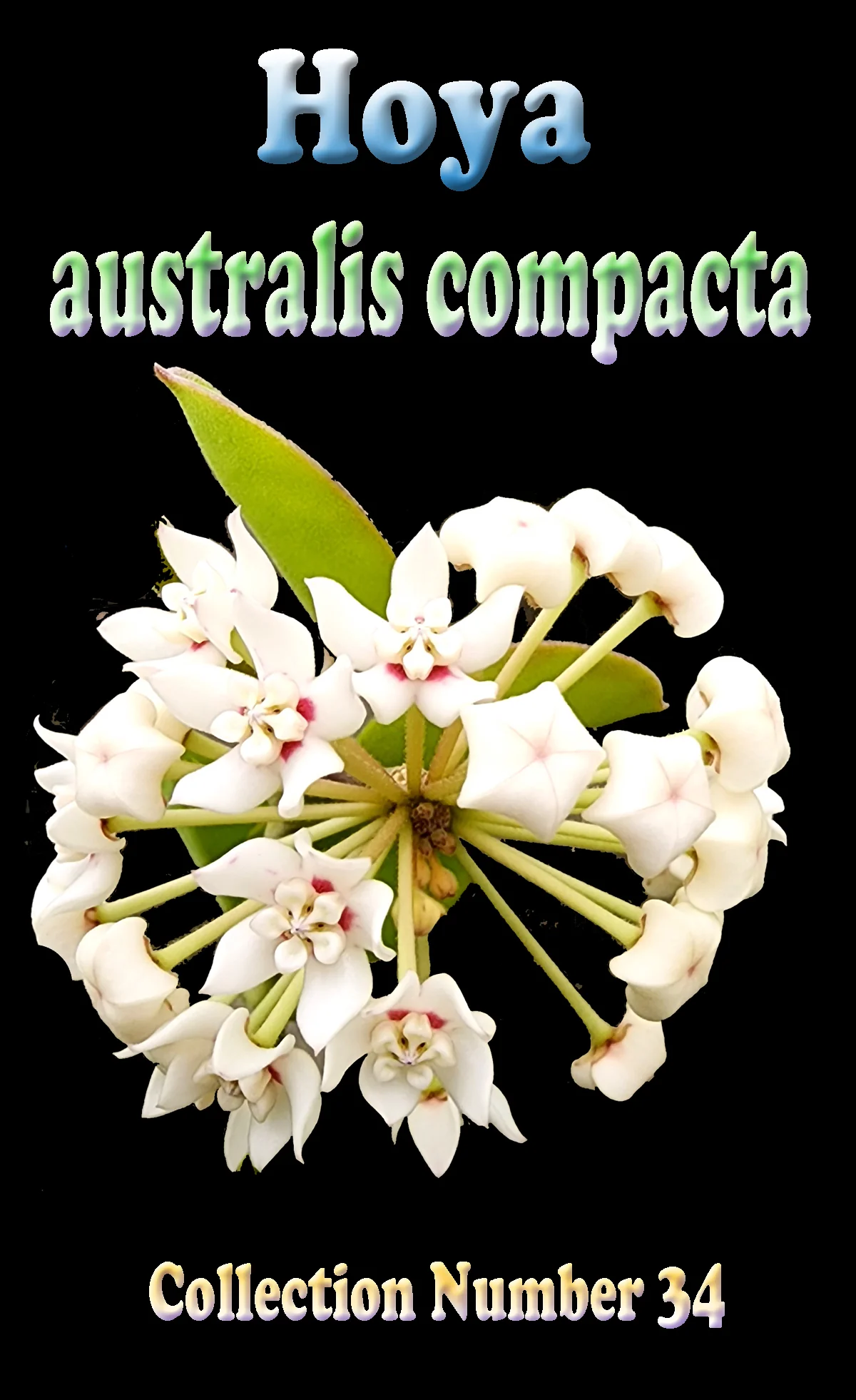 Hoya australis 'Compacta' - H034 - Image 2