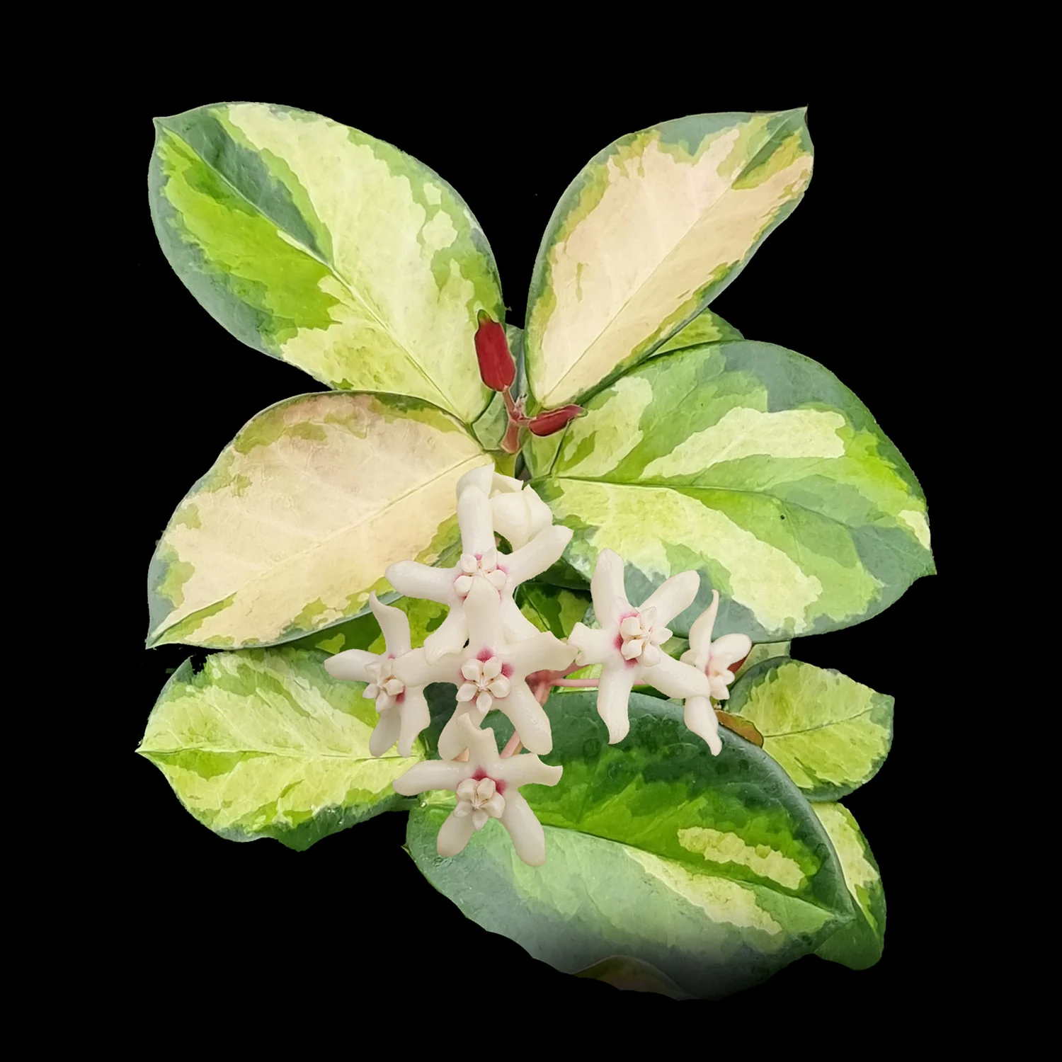 Hoya australis 'Lisa' - H142