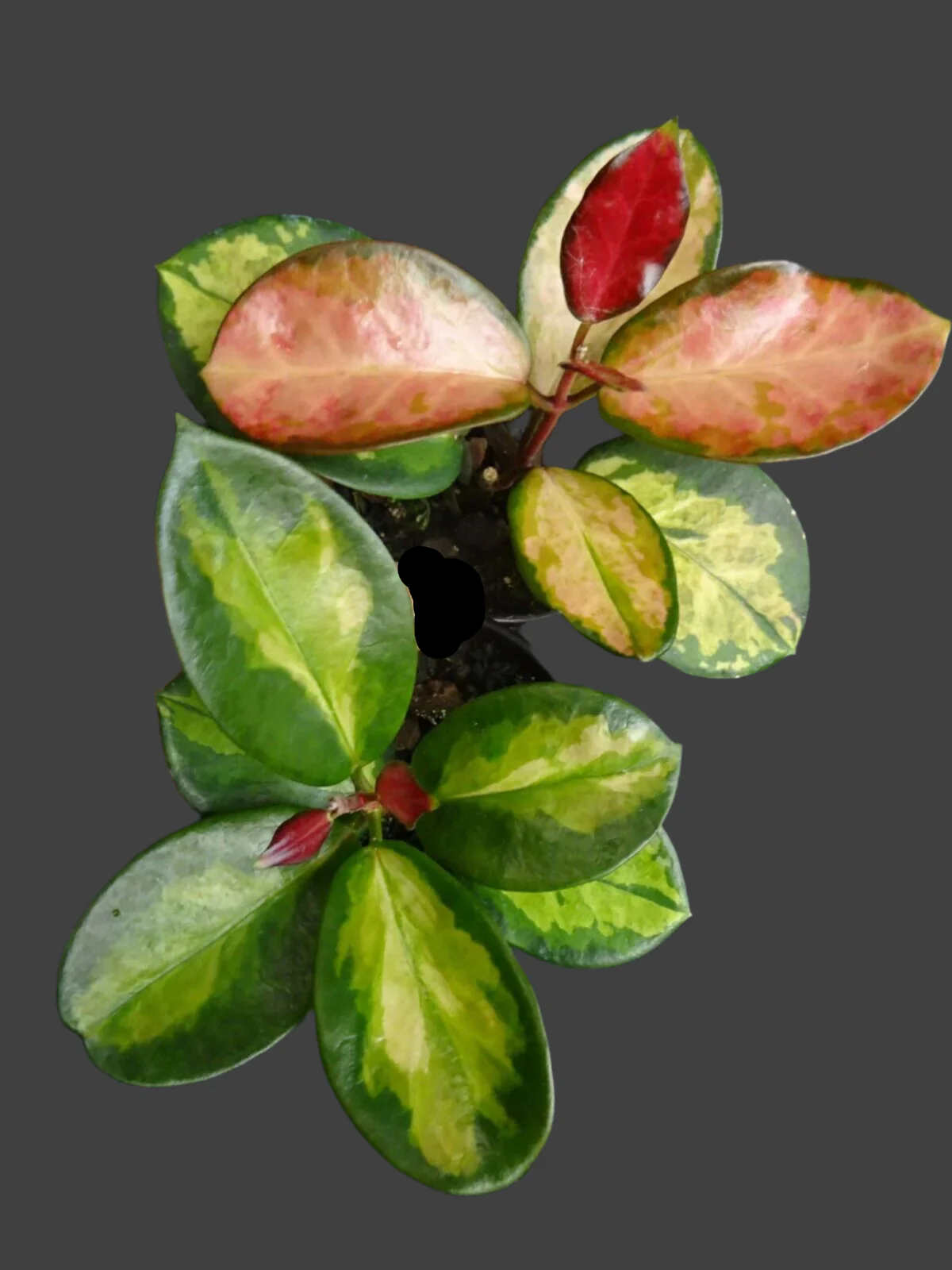 Hoya australis 'Lisa' - H142 - Image 2