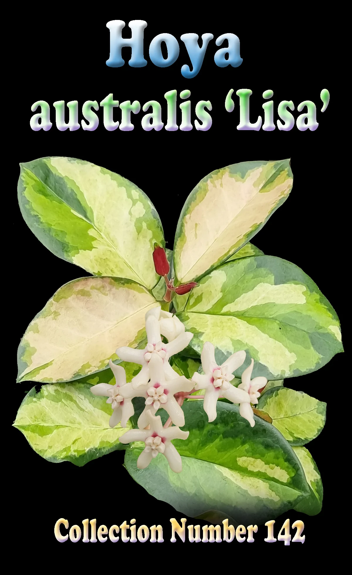 Hoya australis 'Lisa' - H142 - Image 3
