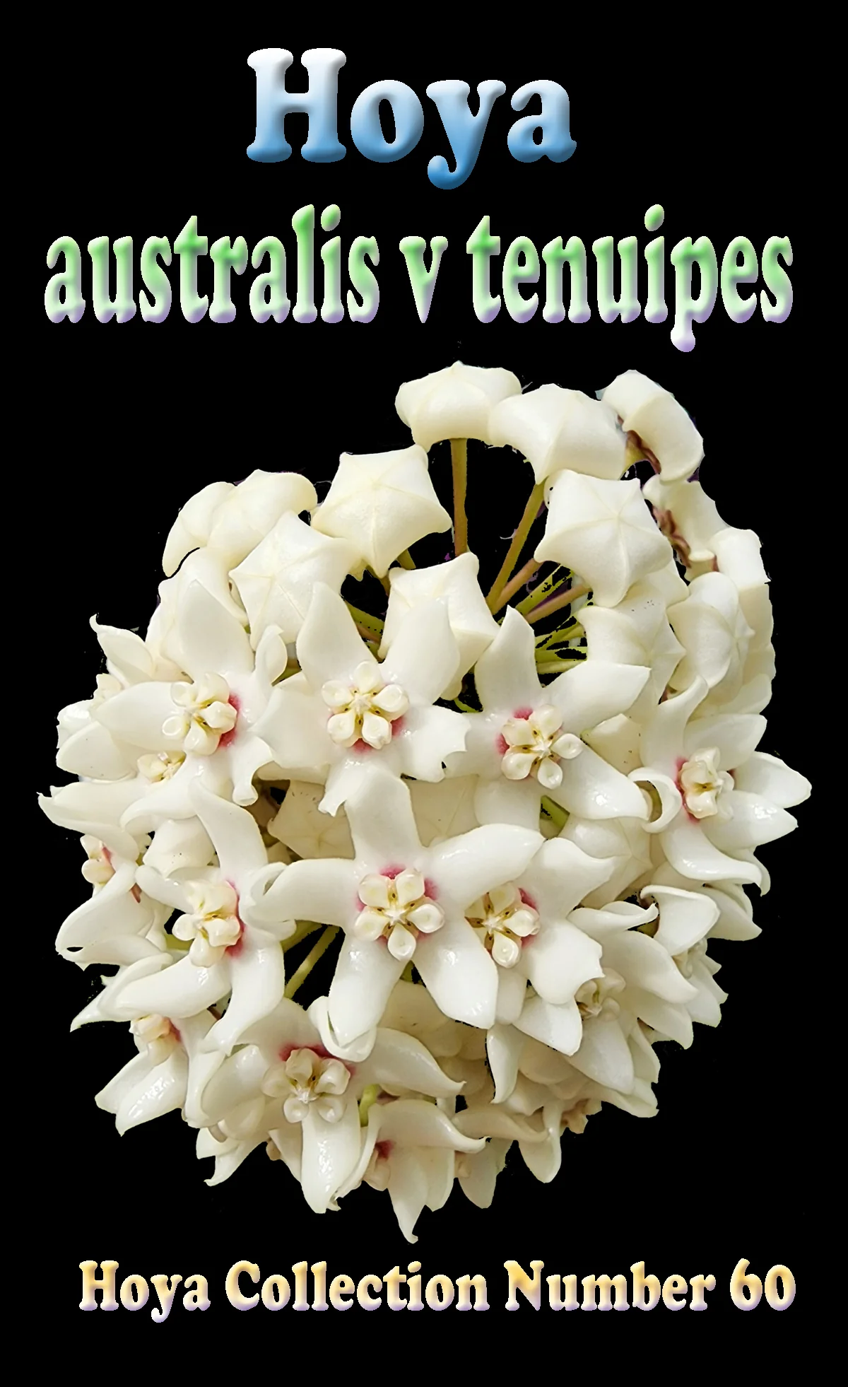 Hoya australis ssp. tenuipes - H060 - Image 2