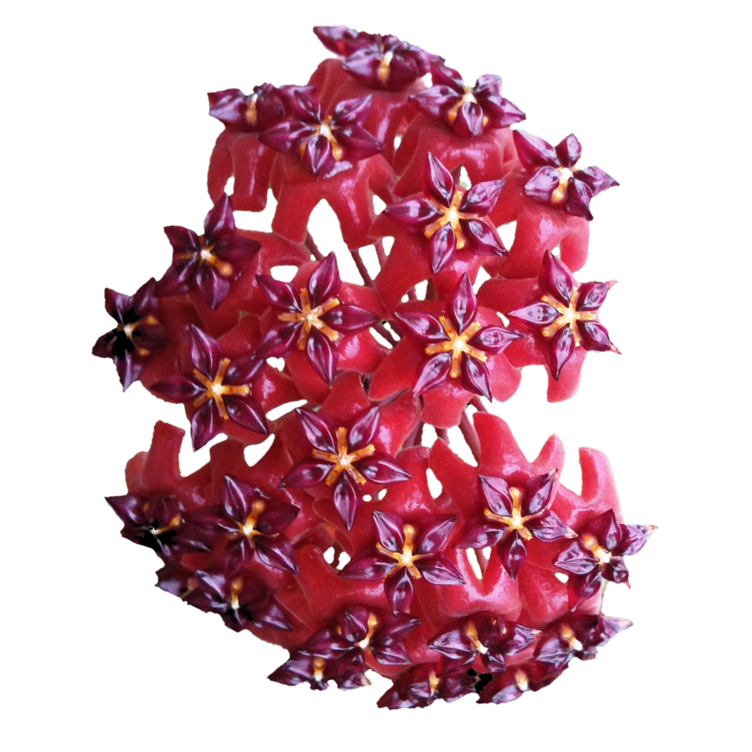 Hoya bordenii - H077 - Image 2