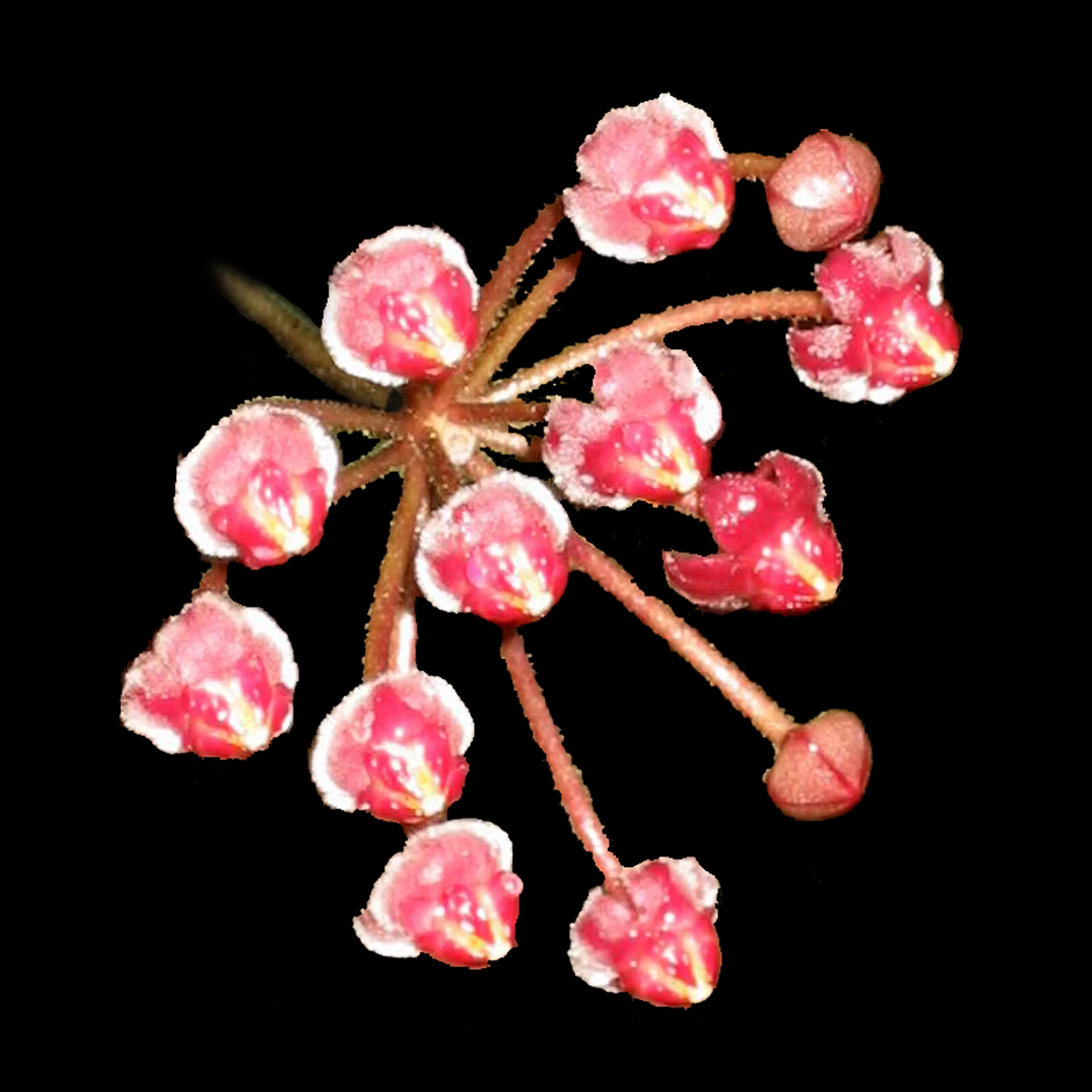 Hoya burtoniae - H088