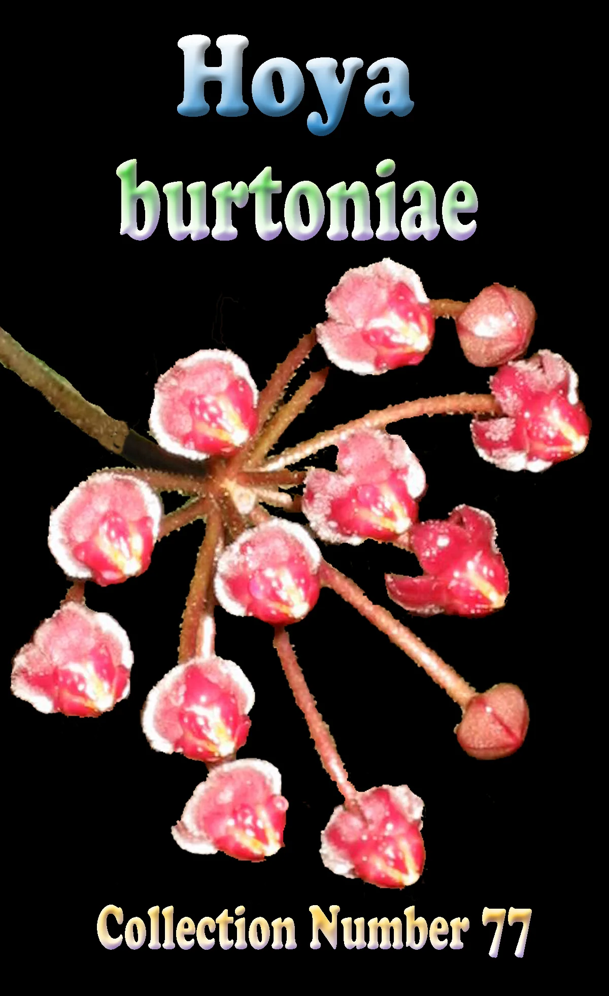 Hoya burtoniae - H088 - Image 2