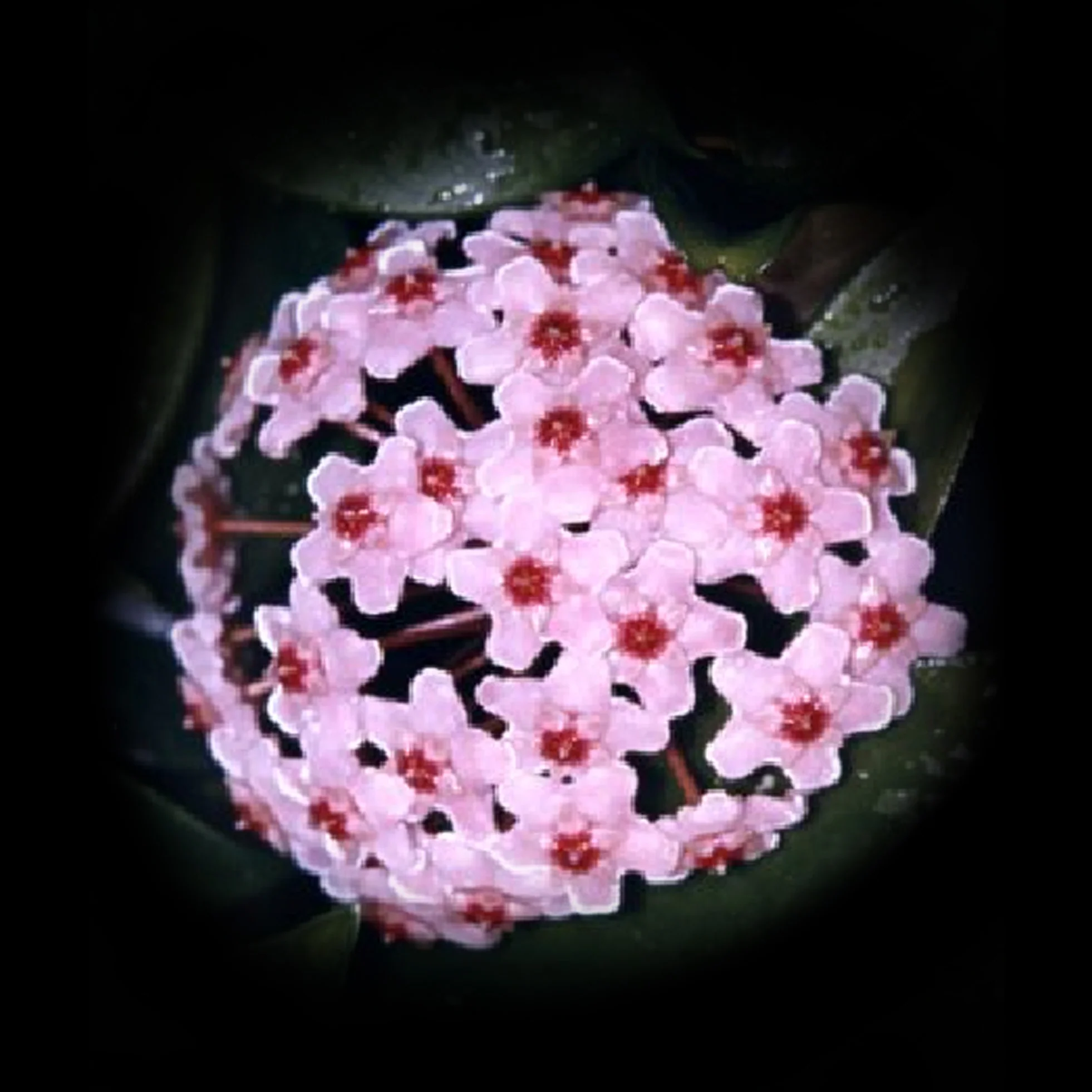 Hoya carnosa - H012
