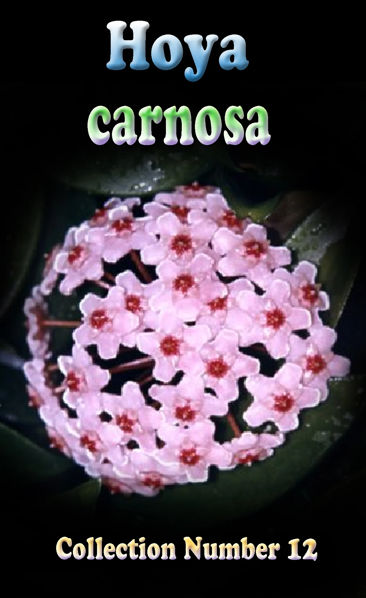 Hoya carnosa - H012 - Image 2