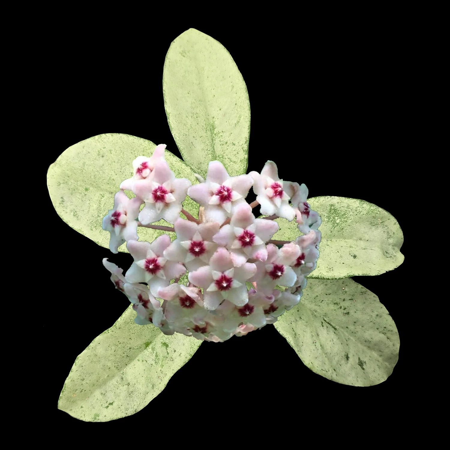 Hoya carnosa 'Grey Ghost' - H223