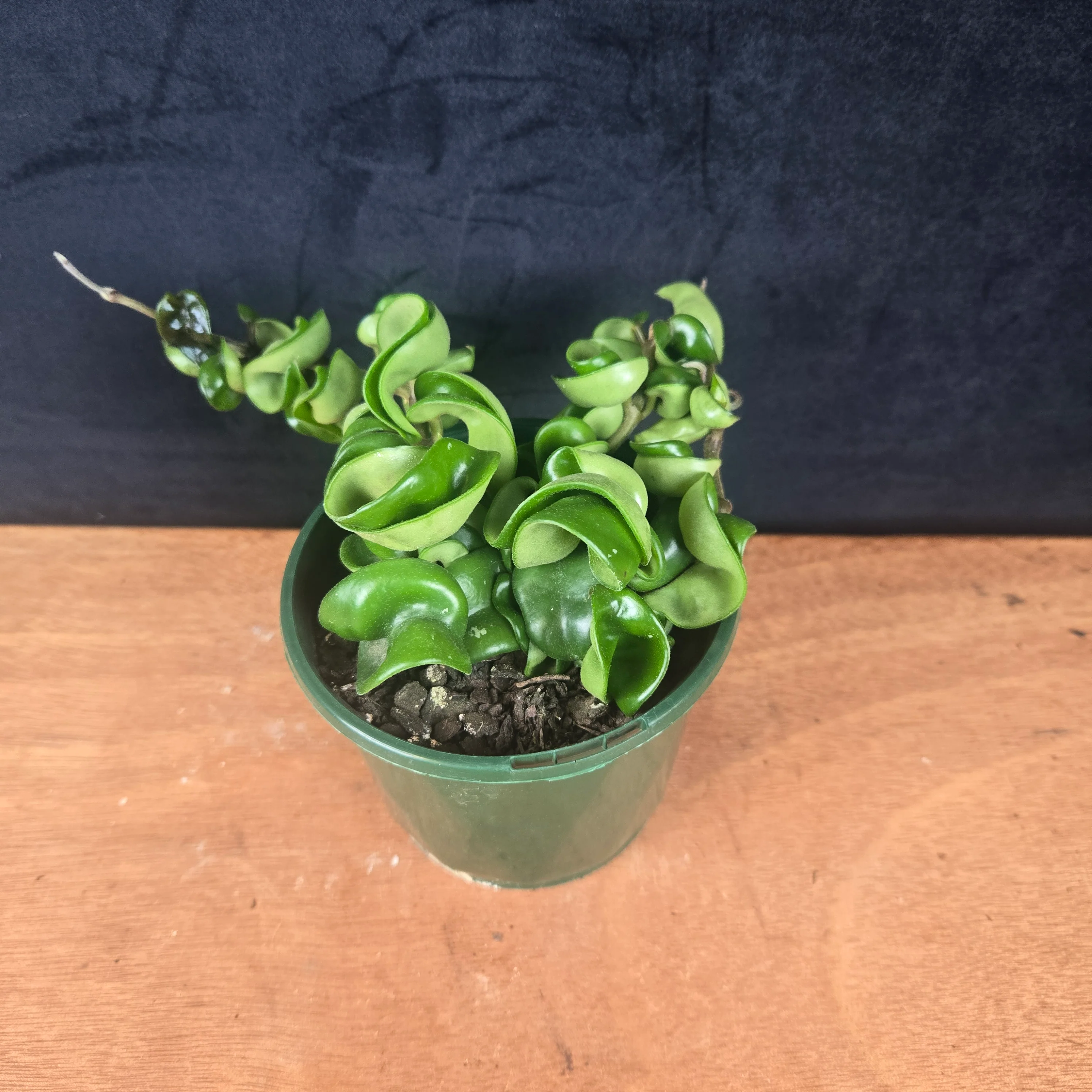 Hoya carnosa 'Indian Rope' - H002 - Image 2