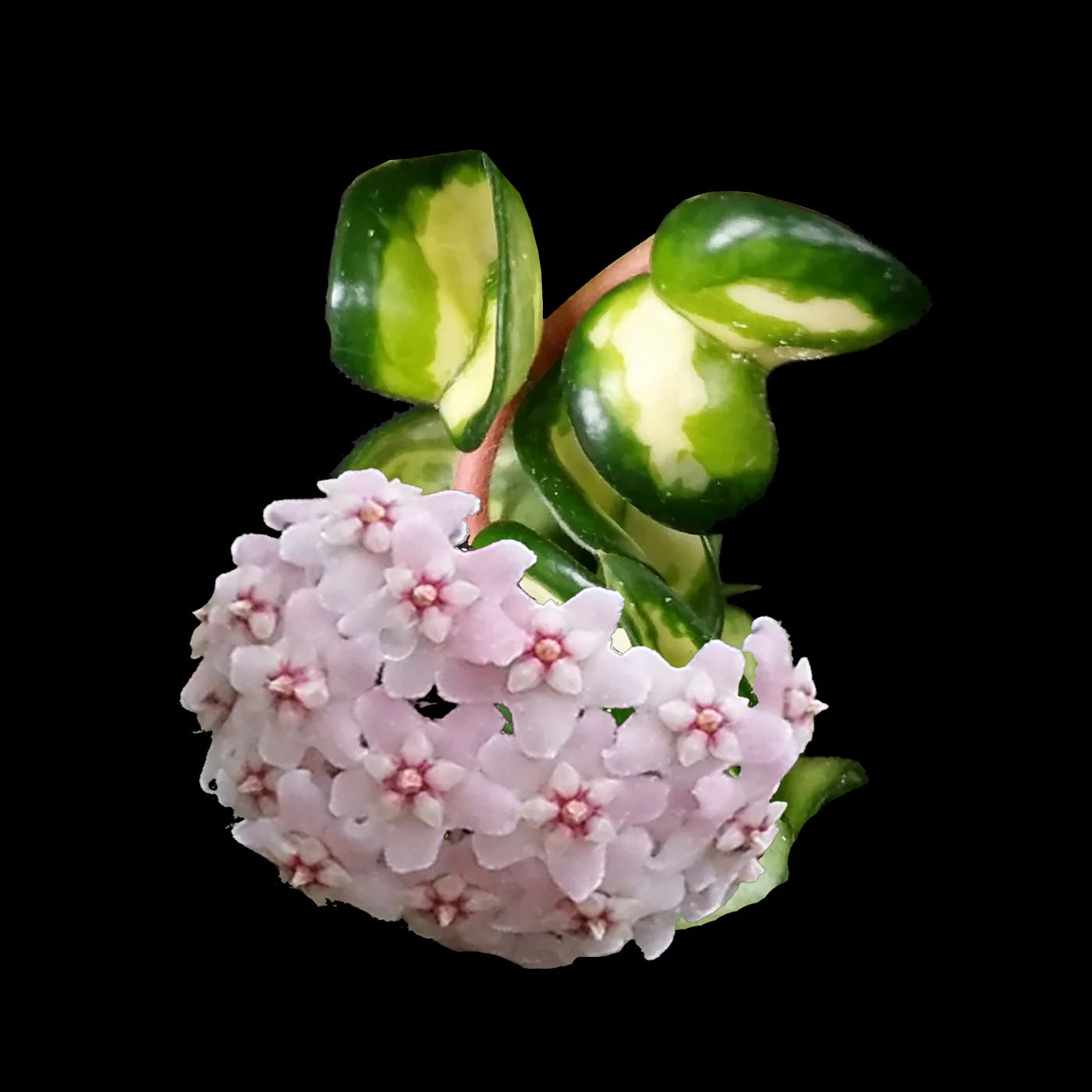 Hoya carnosa 'Indian Rope' – Inside Variegated Specimen Plant - Image 3