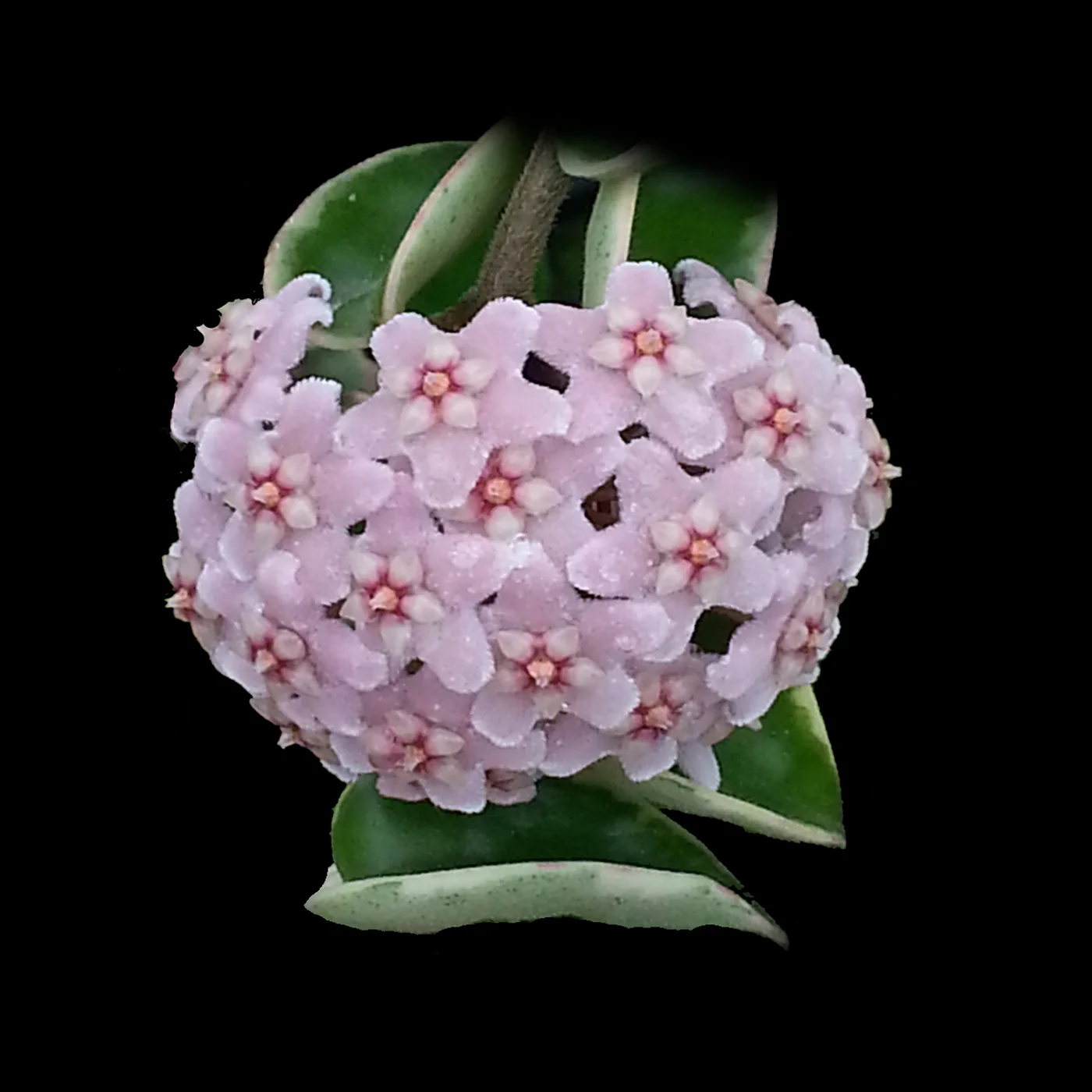 Hoya carnosa 'Indian Rope' – Outside Variegated Specimen Plant - Image 2
