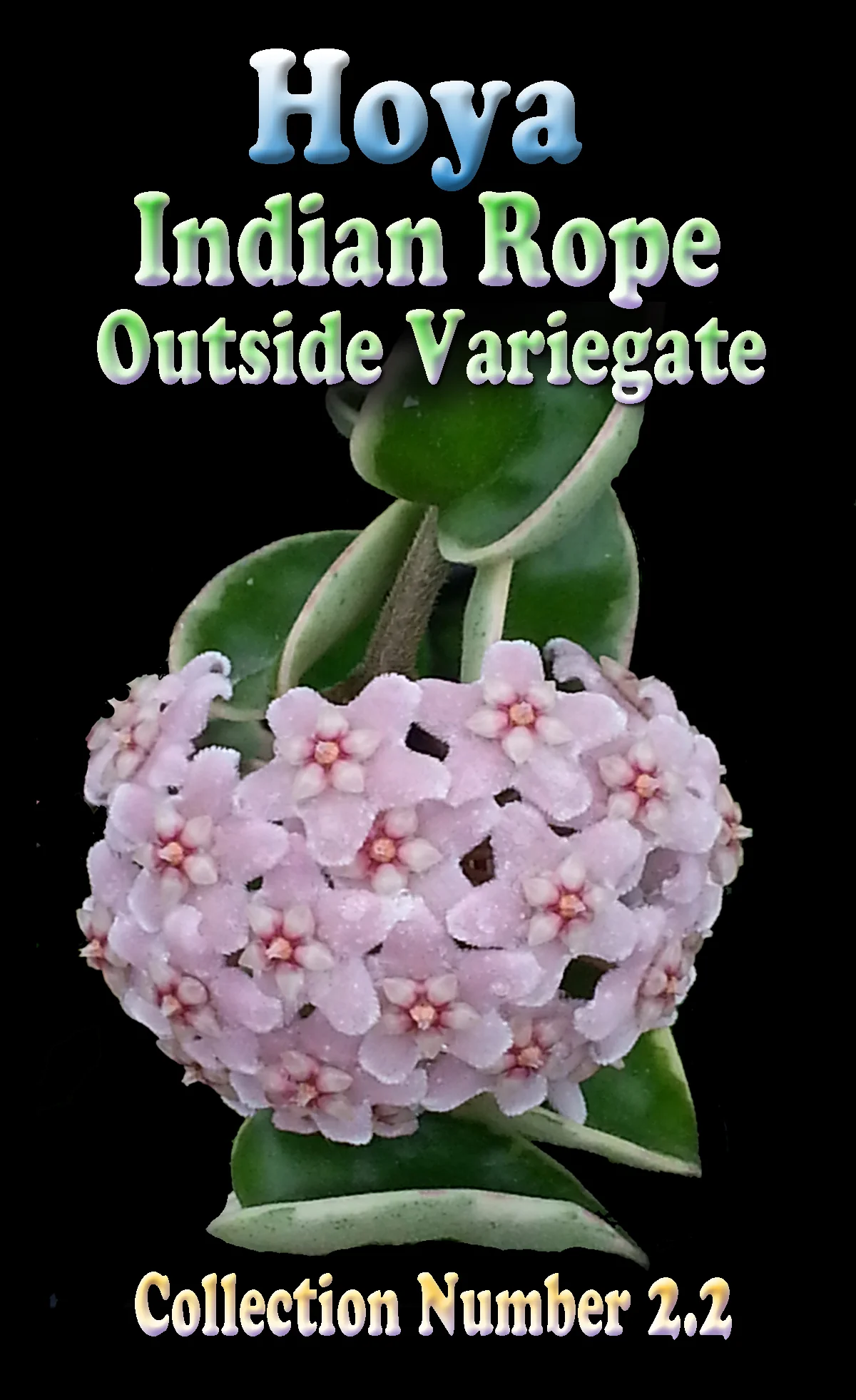 Hoya carnosa 'Indian Rope' – Outside Variegated Specimen Plant - Image 3