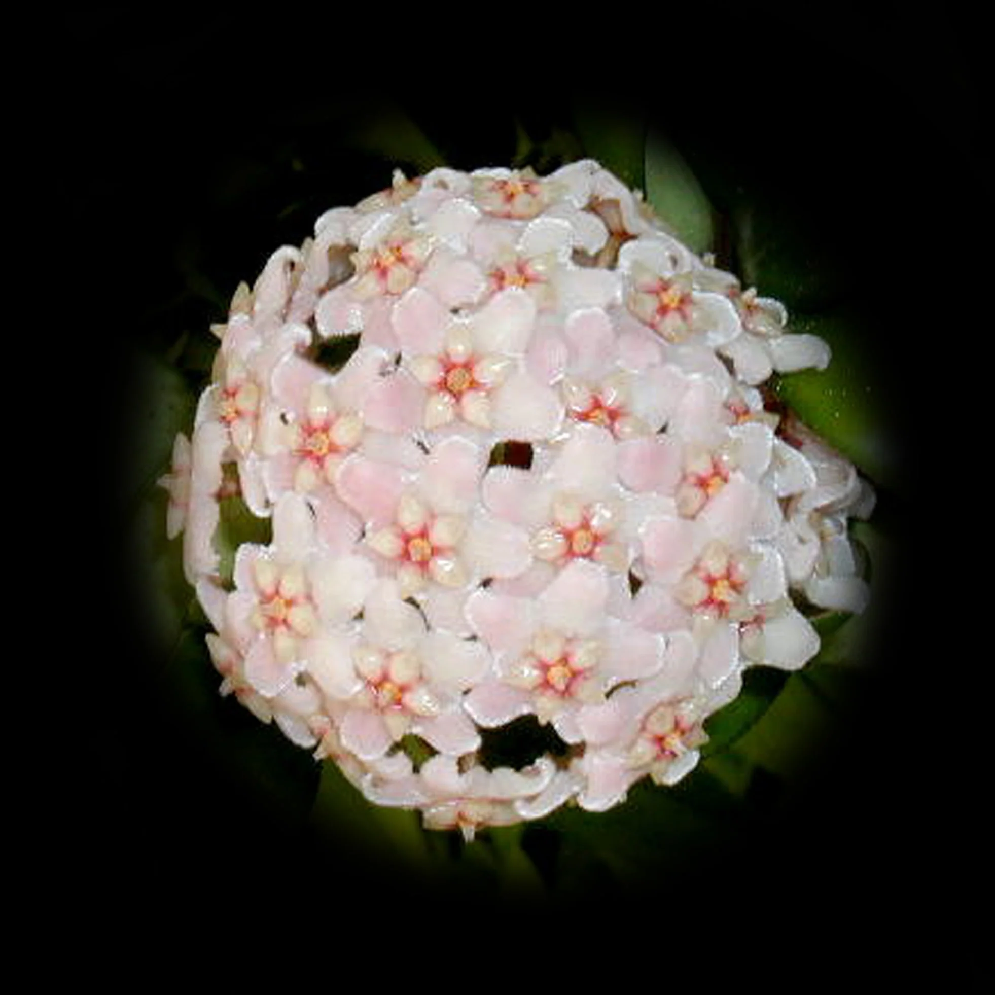 Hoya carnosa 'Krinkle' - H004