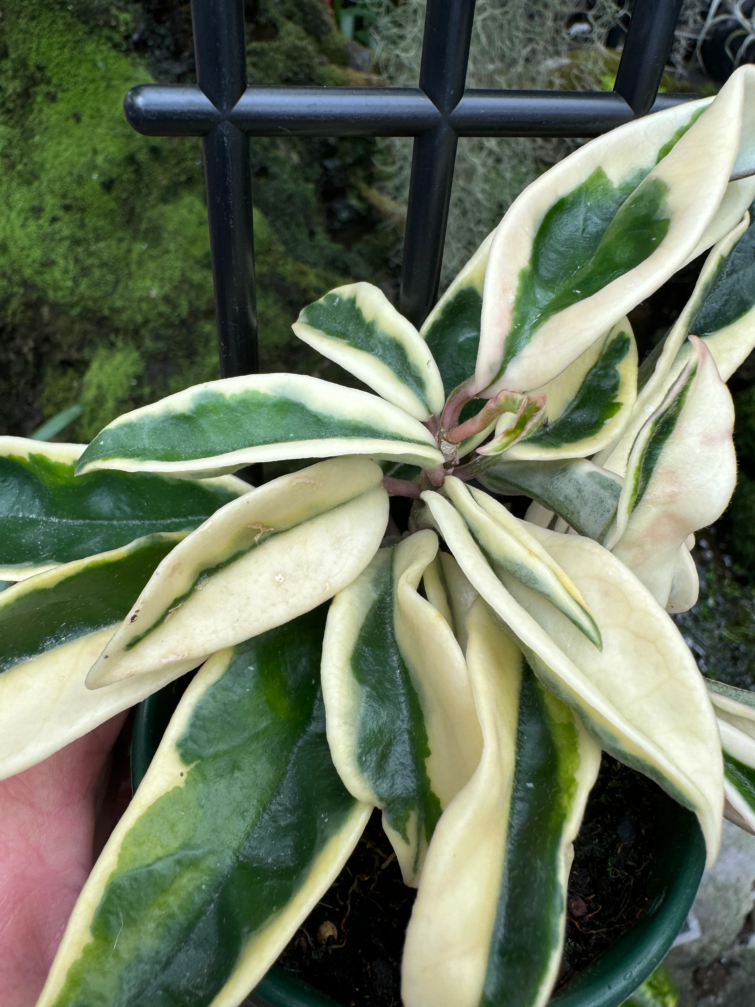 Hoya carnosa 'Suzie' Variegated - H136 - Image 3