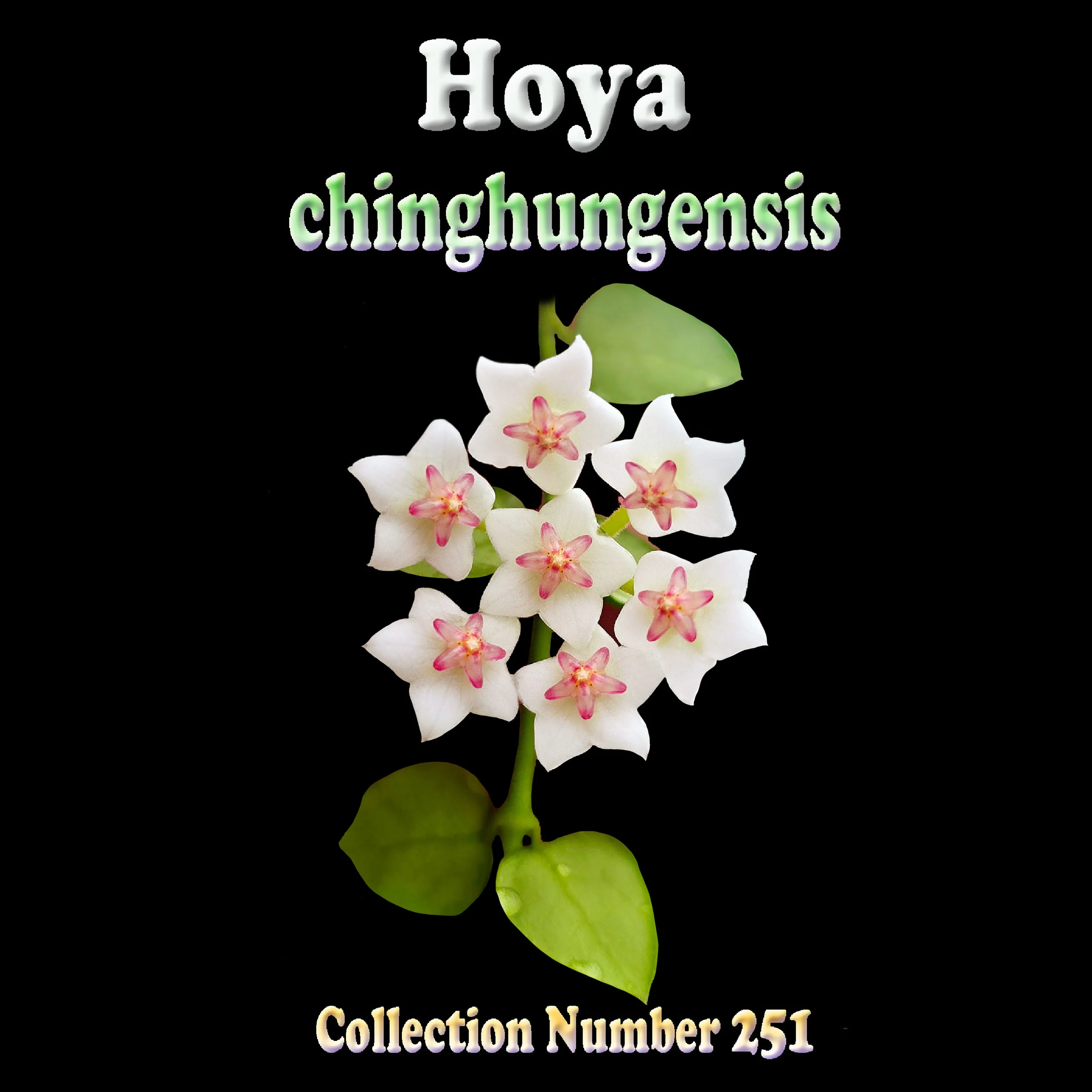 Hoya chinghungensis (WA Prohibited) - H251 - Image 3