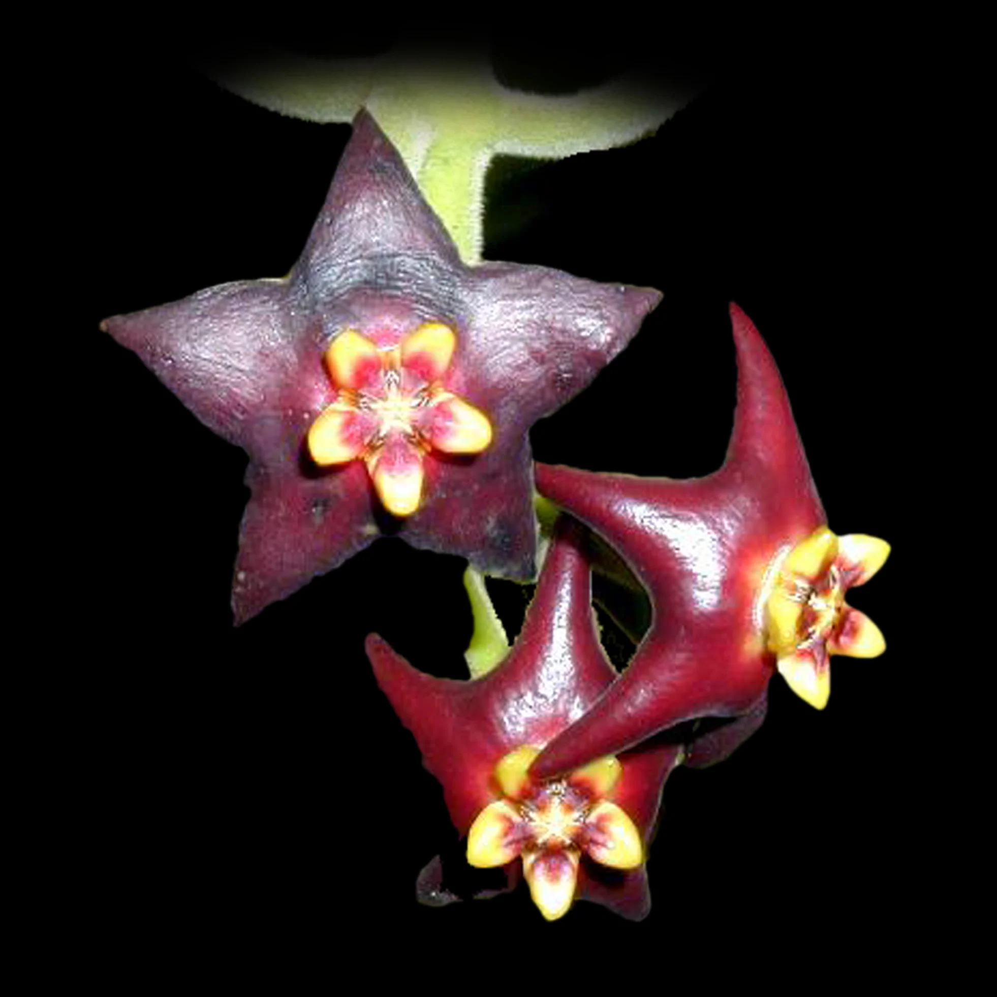 Hoya ciliata - H056