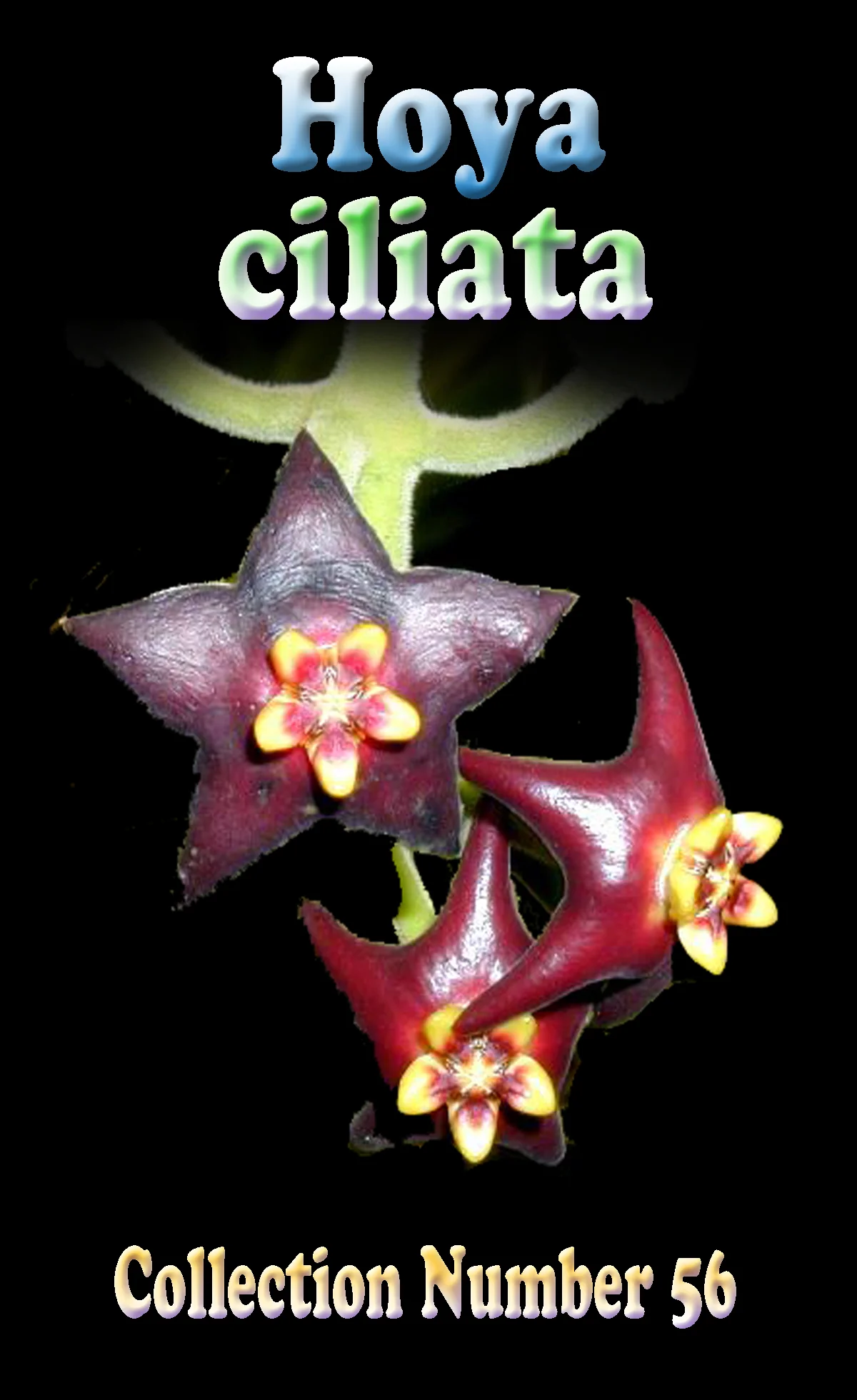 Hoya ciliata - H056 - Image 2