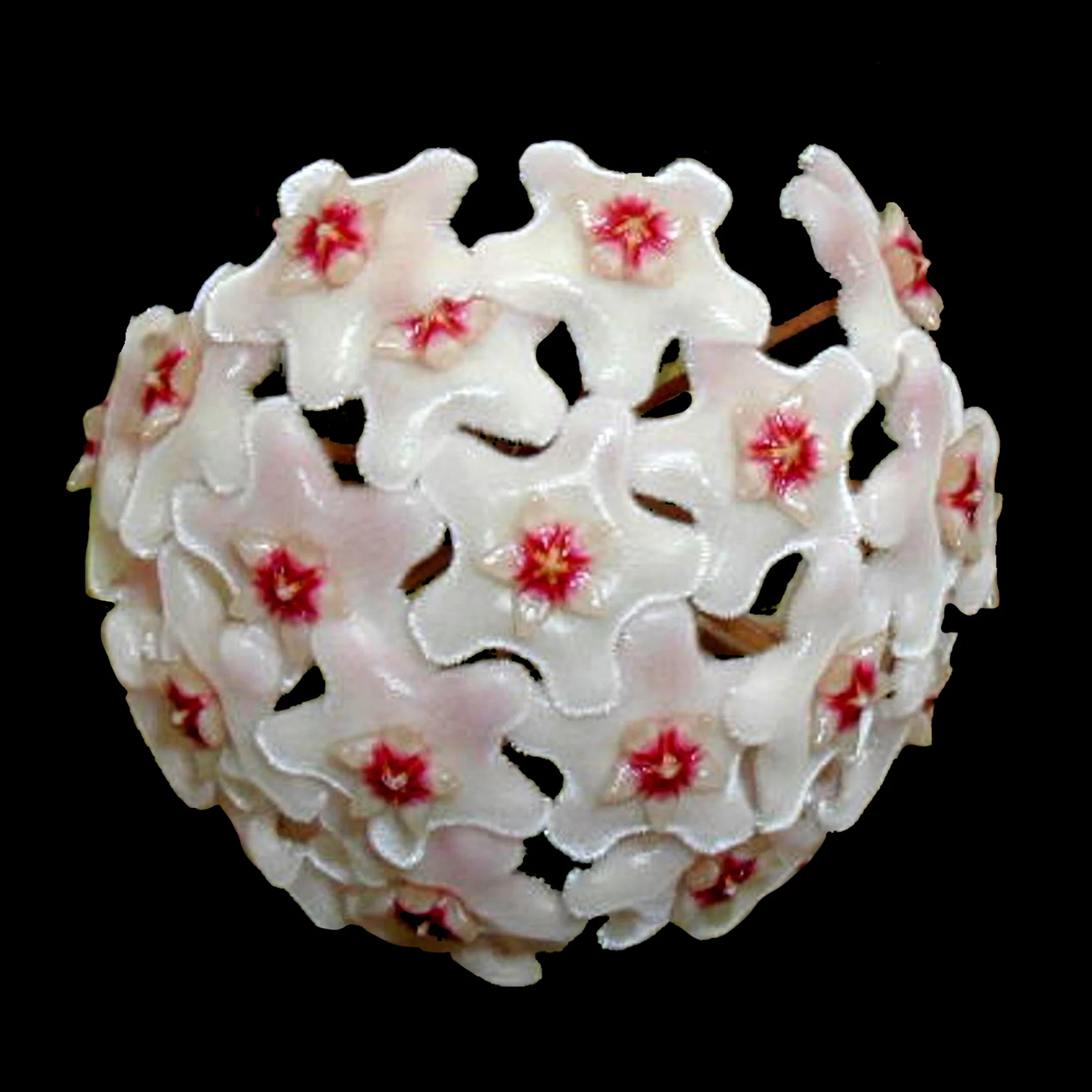 Hoya cv. Shepherdell - H054
