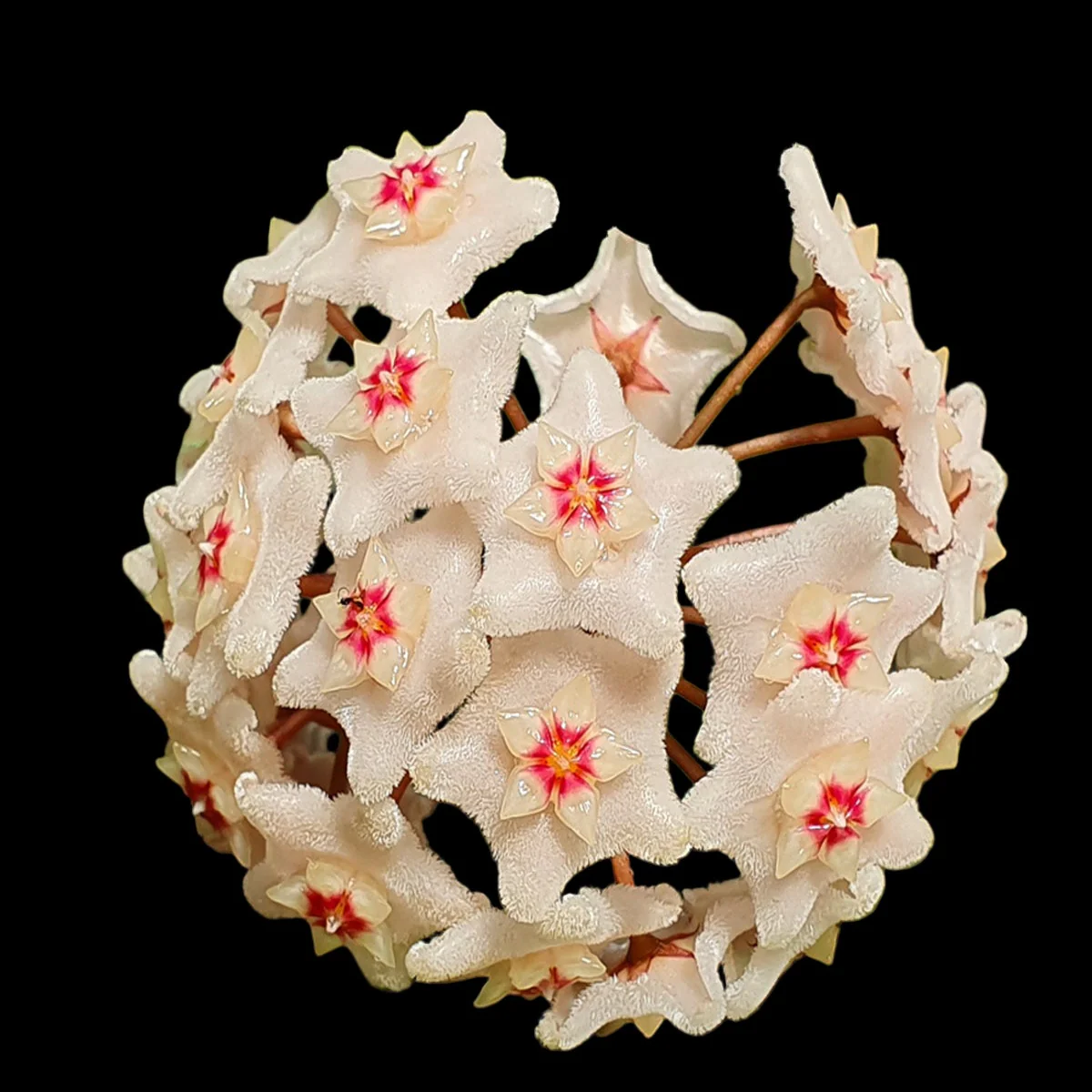 Hoya dasyantha - H152 - Image 2