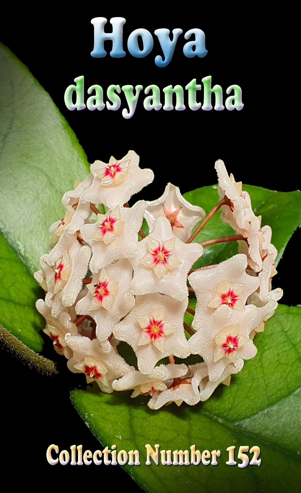 Hoya dasyantha - H152 - Image 3