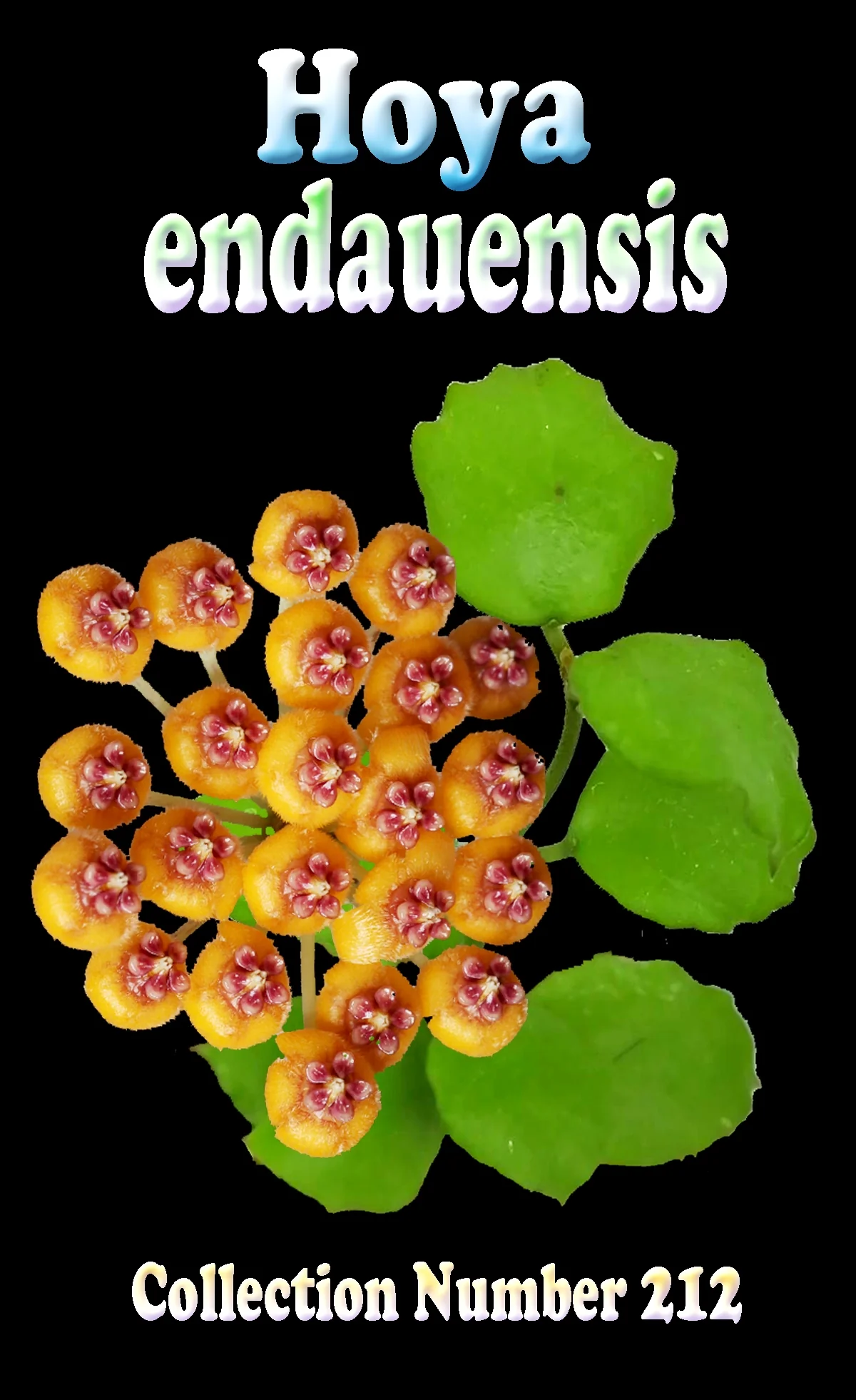 Hoya endauensis - H212 - Image 3