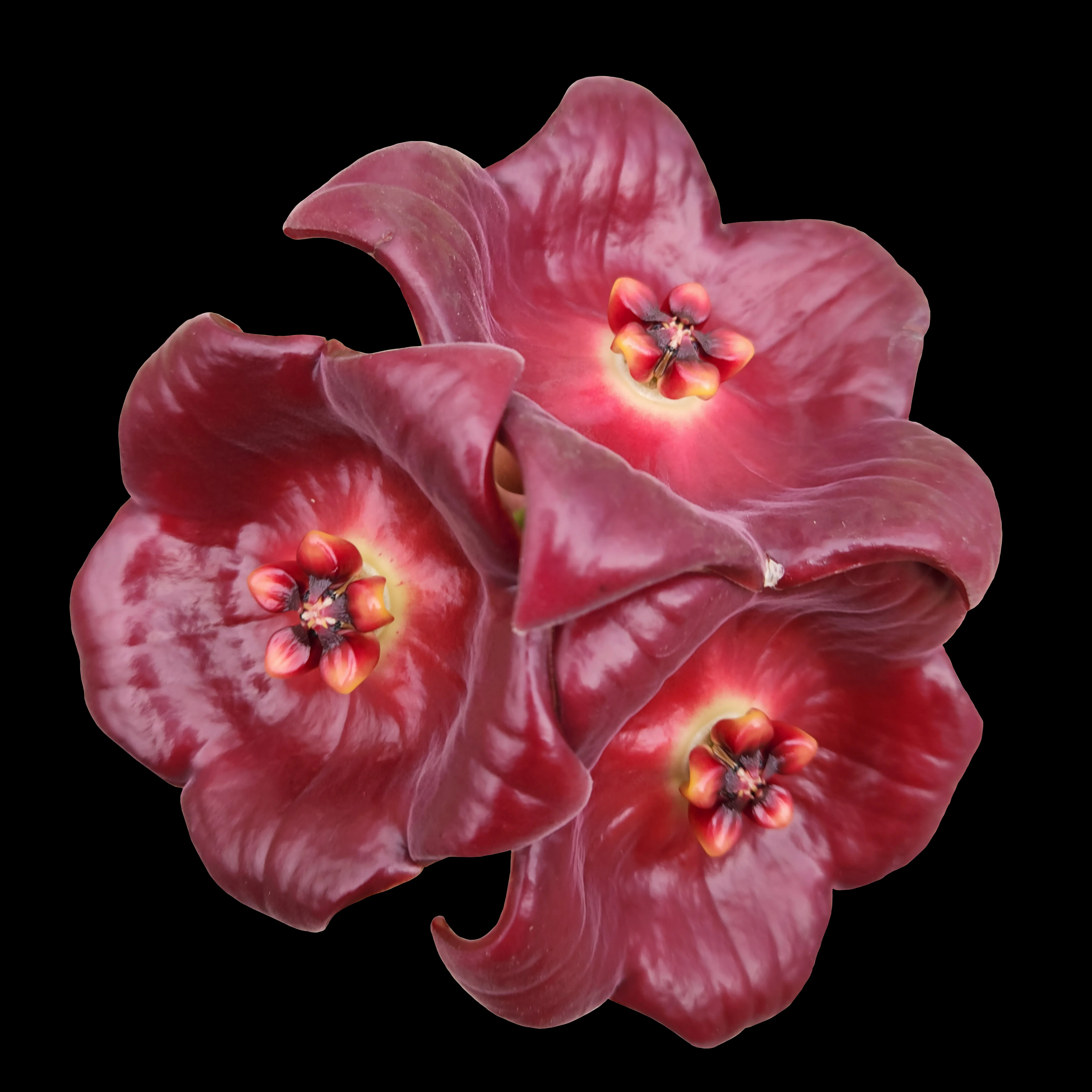 Hoya gigas - H184