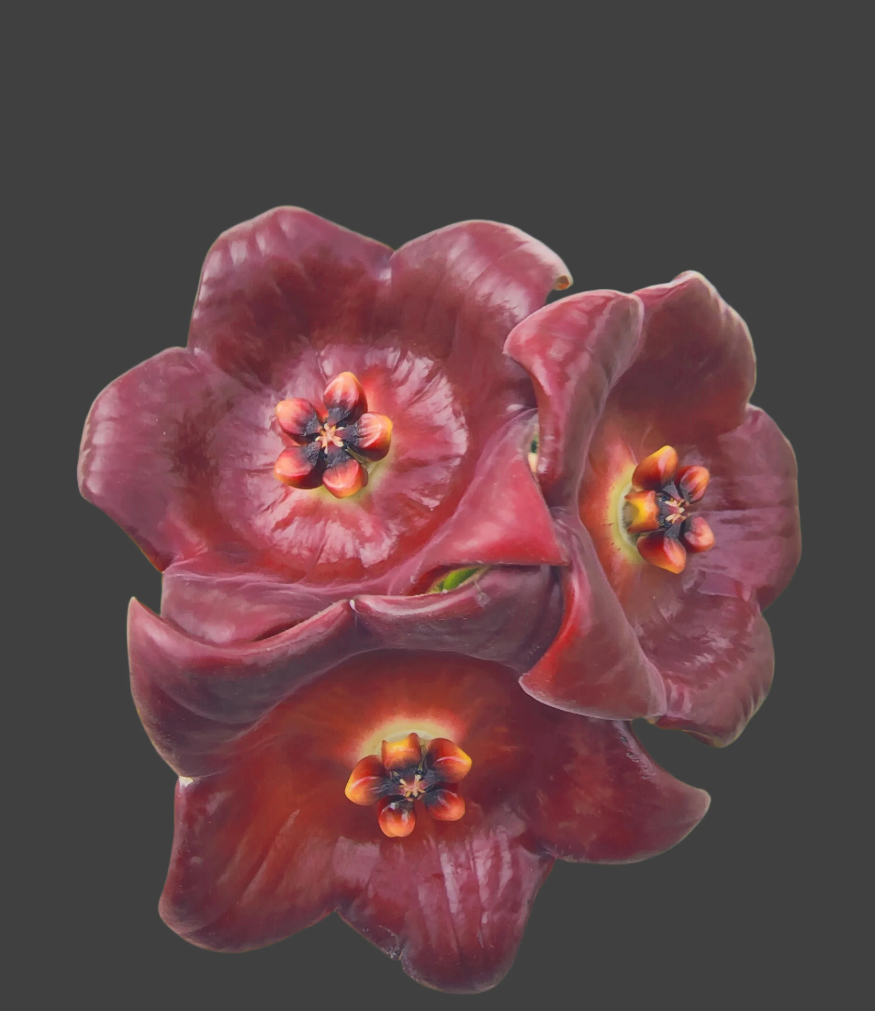 Hoya gigas - H184 - Image 2