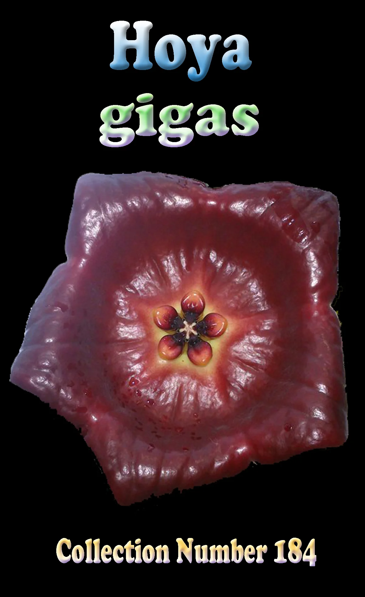 Hoya gigas - H184 - Image 4