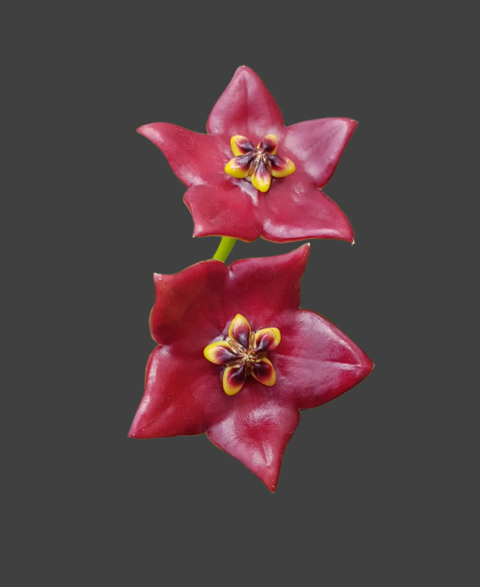 Hoya guppyi - H111 - Image 4