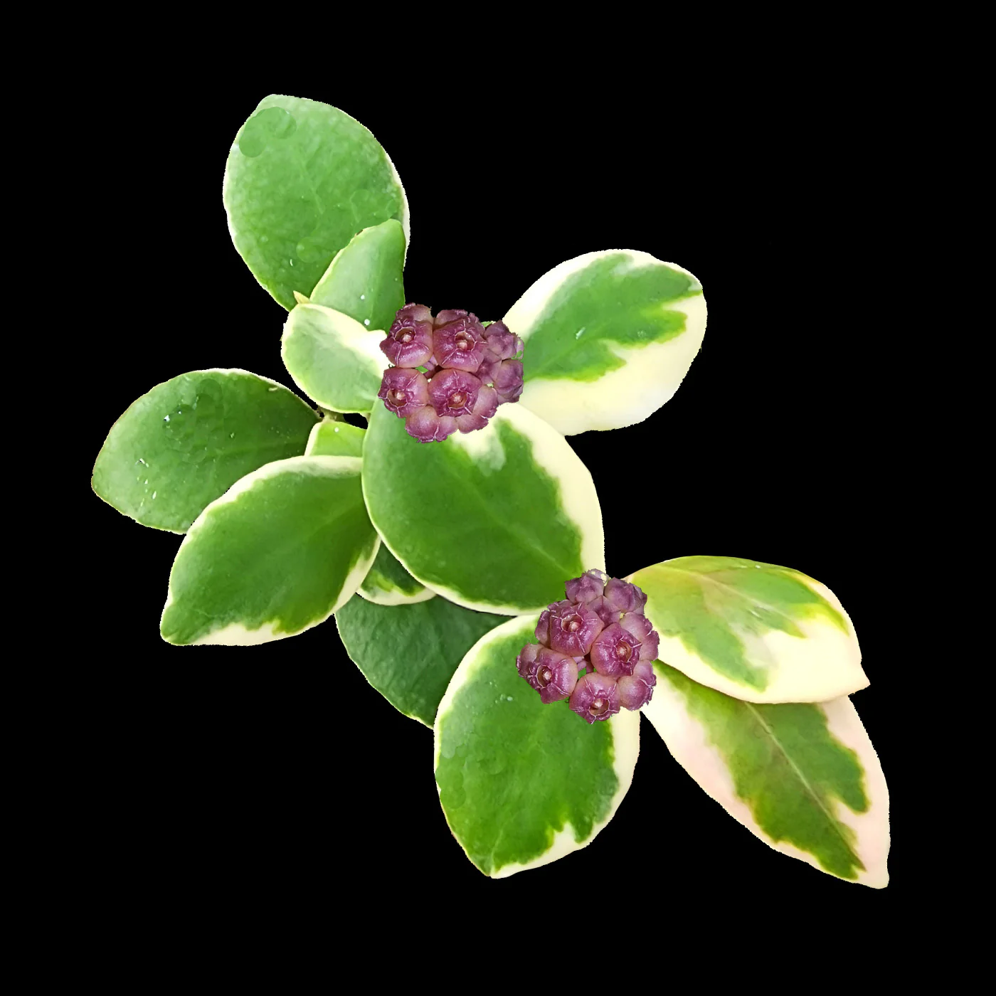 Hoya heuschkeliana 'Albomarginata' - H213