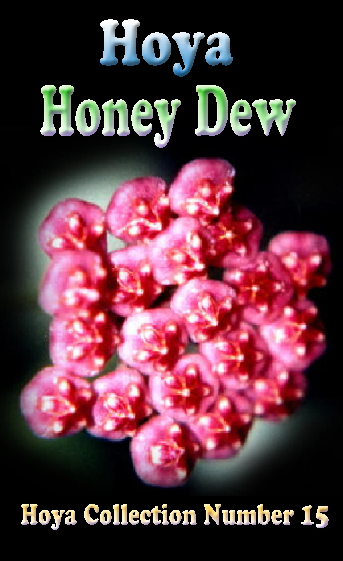 Hoya 'Honey Dew' - H015 - Image 2