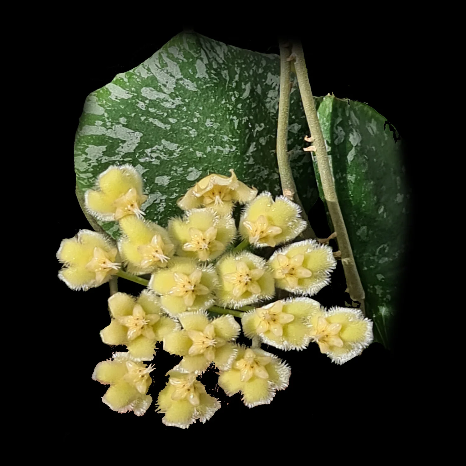 Hoya imbricata - H148