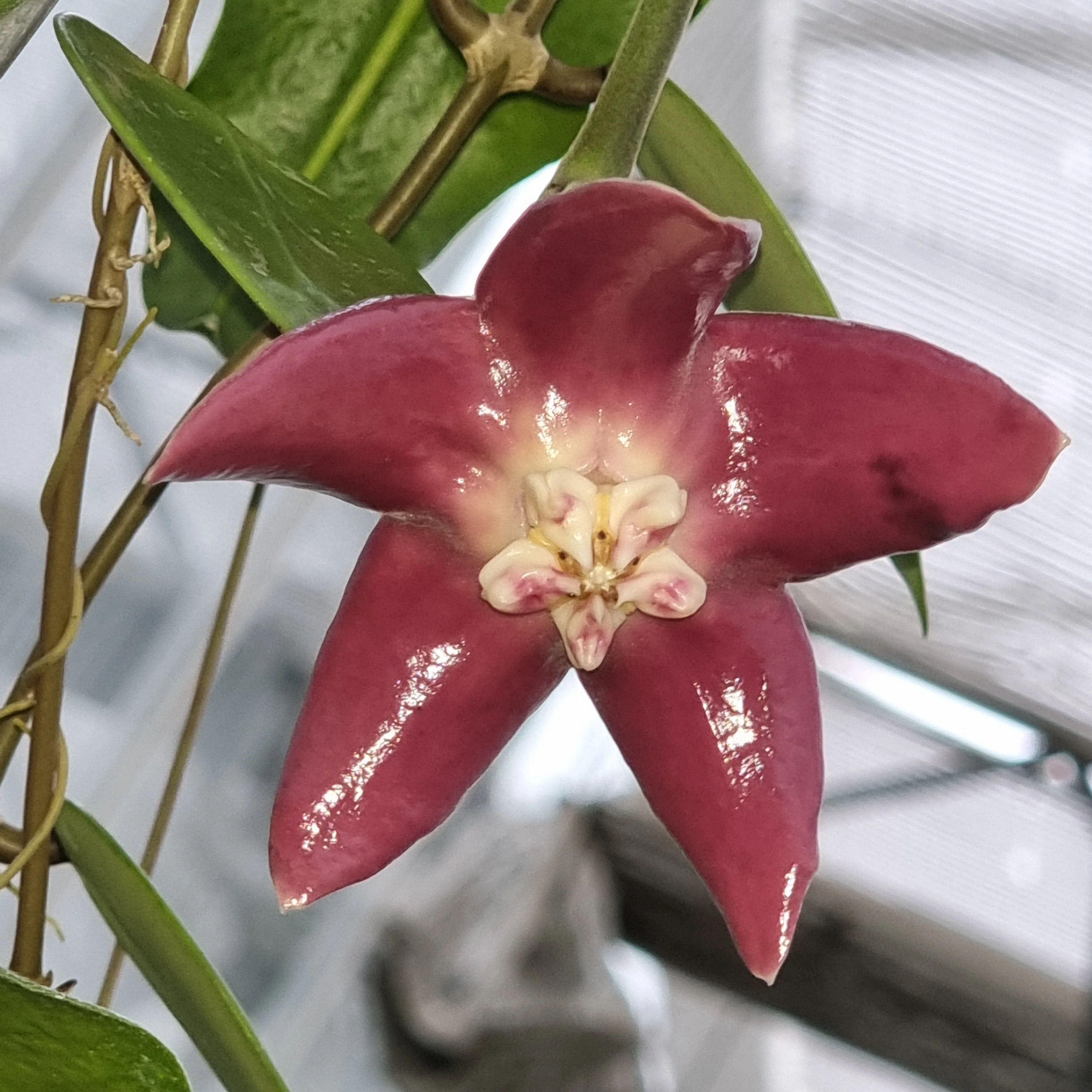 Hoya imperialis - H177 - Image 2