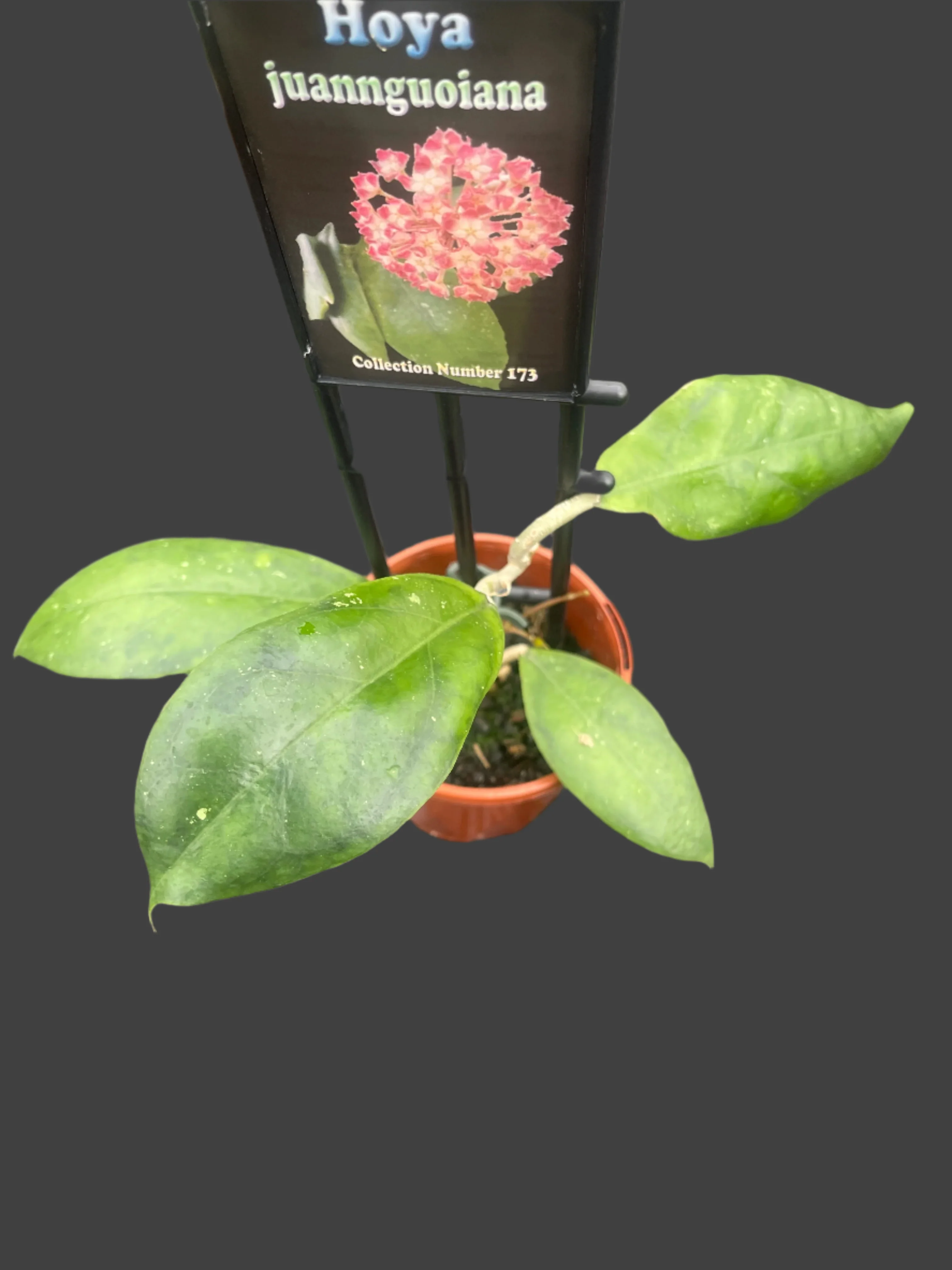 Hoya juannguoiana- H173 - Image 3